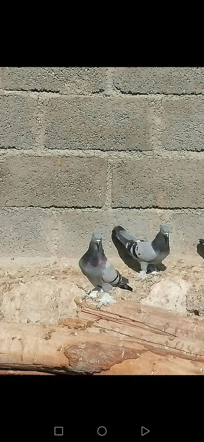 فروش یک جفت سبز ترکیه ی عالی و بزن ماده دیوانه|پرنده|وراوی, |دیوار