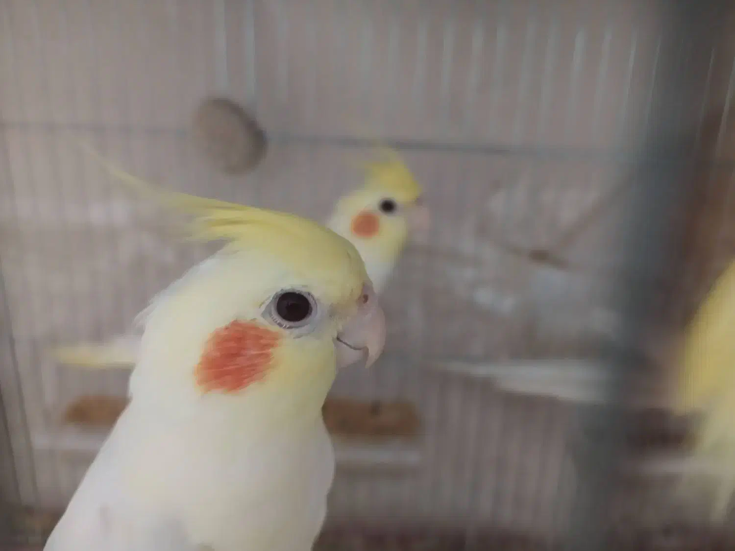 عروس هلندی|پرنده|قم, نیروگاه|دیوار