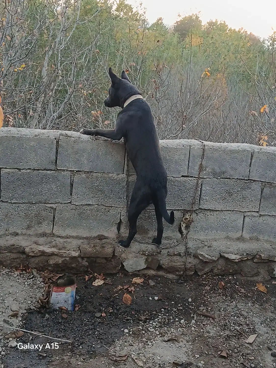 حیوان خانگی جانی|سگ|مشگین شهر, |دیوار