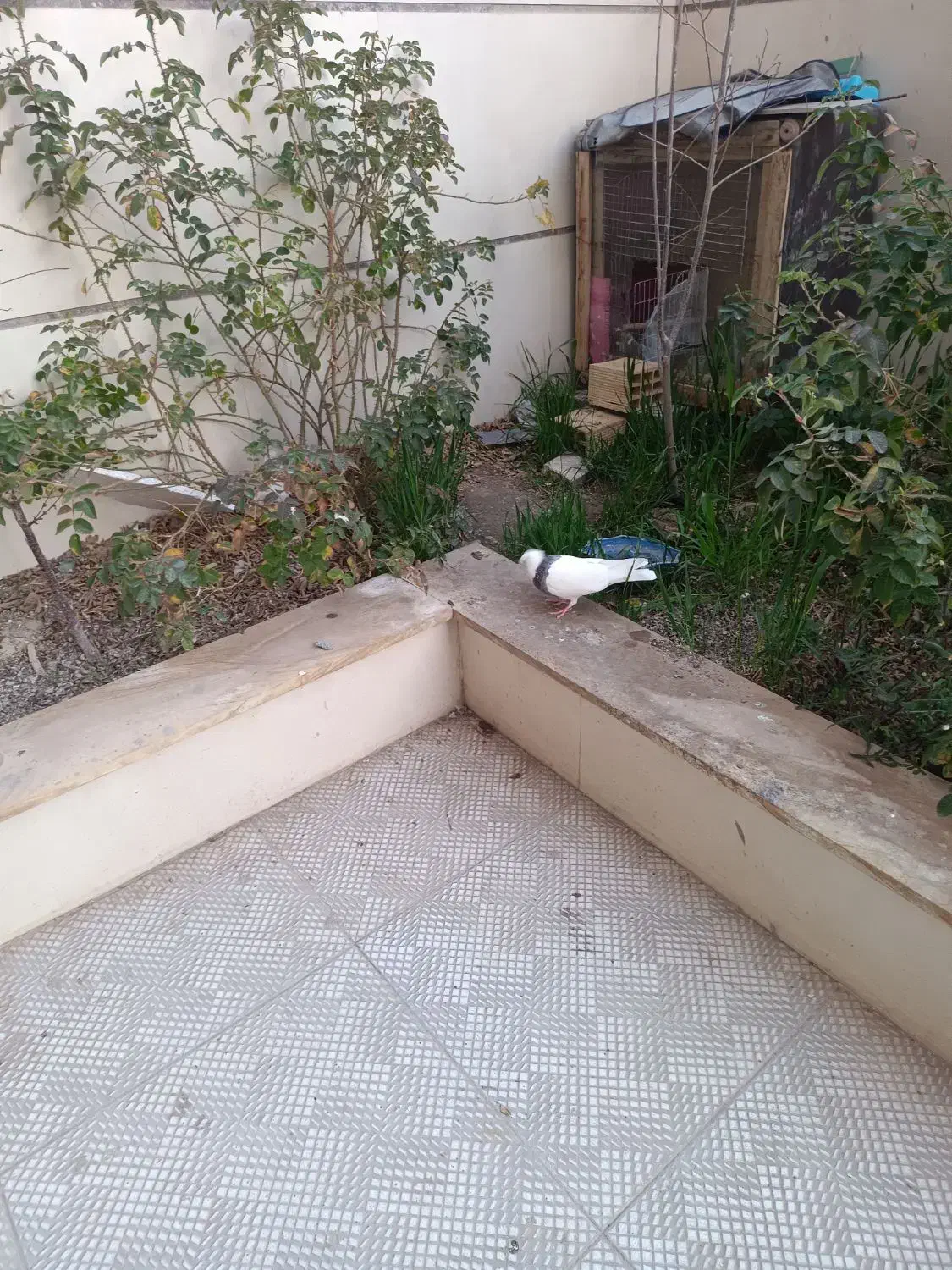 کبوتر|حیوانات|پرند, فاز ۱|دیوار