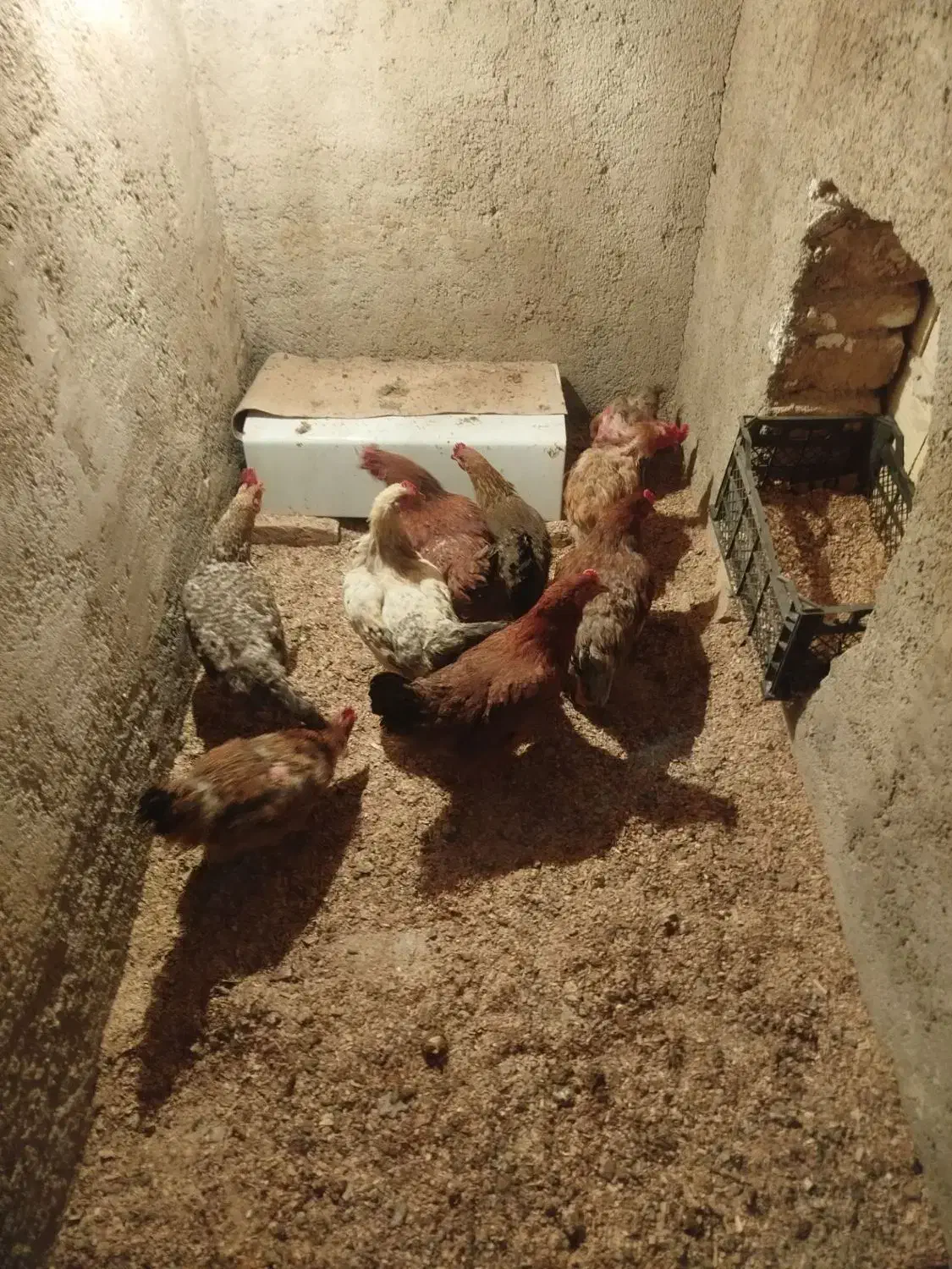 مرغ خوشگل سرحال همشونم تخم میزارن|حیوانات مزرعه|بهارستان, |دیوار