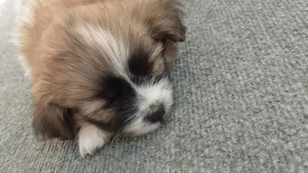 واگذاری سگ شیتزو پامر|سگ|صدرا-فارس, فاز ۲|دیوار