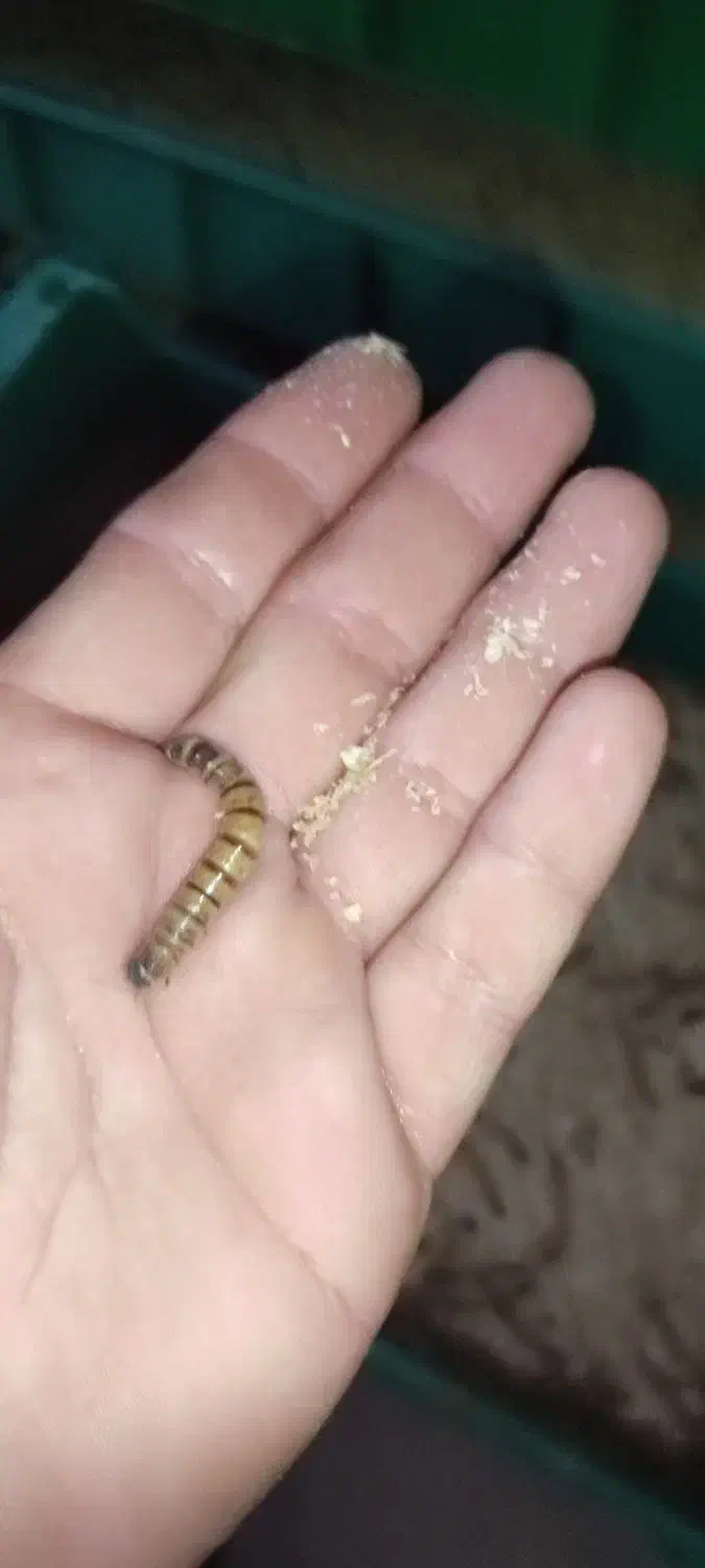 فروش میلورم و سوپر میلورم زنده|خزنده|شیراز, شاپورجان|دیوار