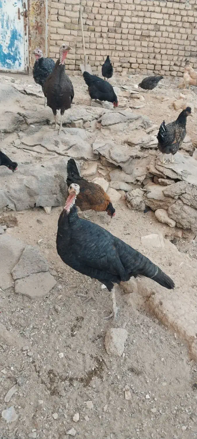 بوقلمون|حیوانات مزرعه|تاکستان, |دیوار