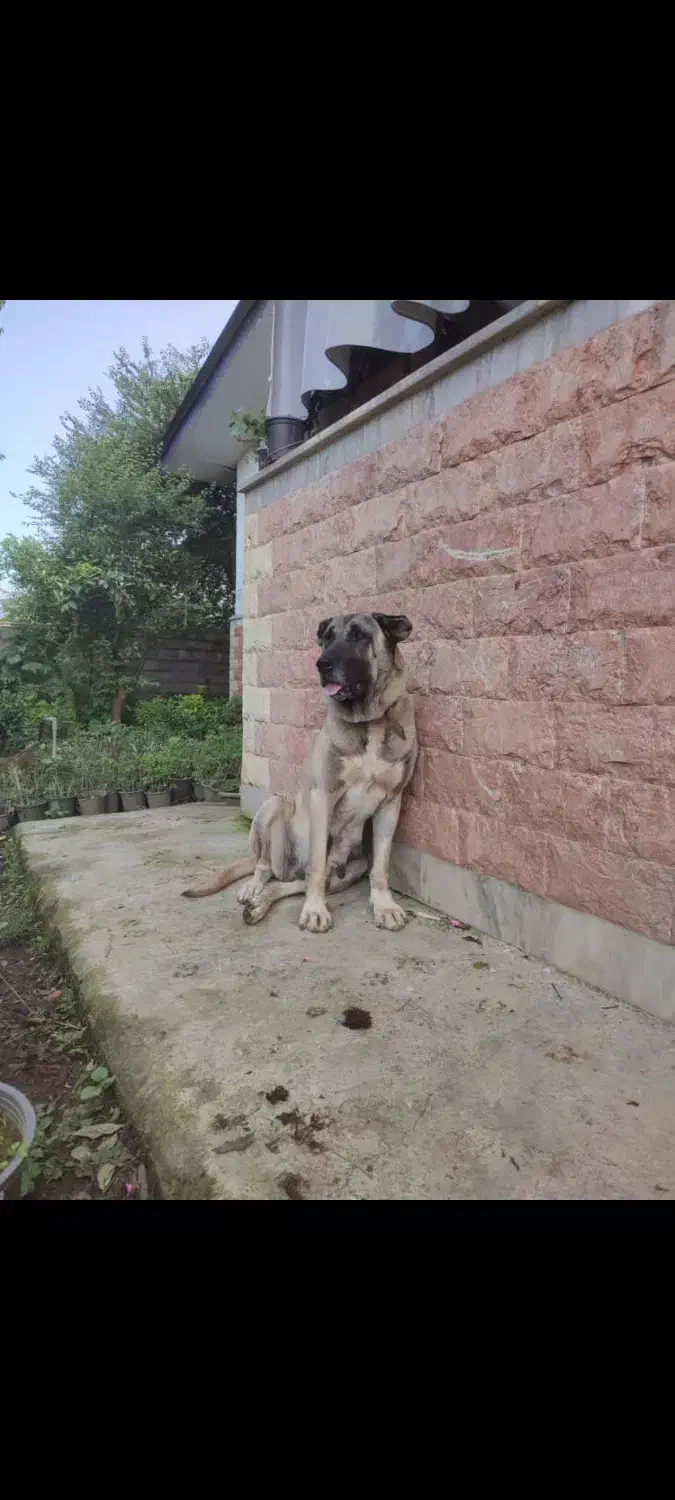 ماده سرابی فول|سگ|چابکسر, |دیوار