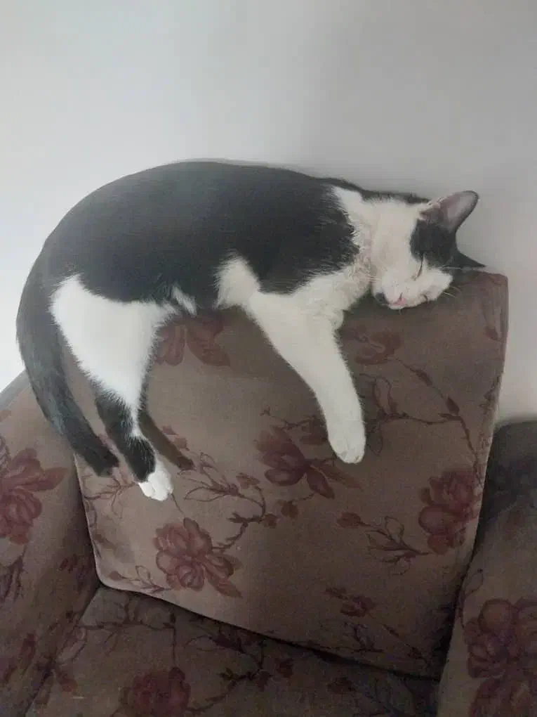 واگذاری گربه|گربه|کرمان, |دیوار