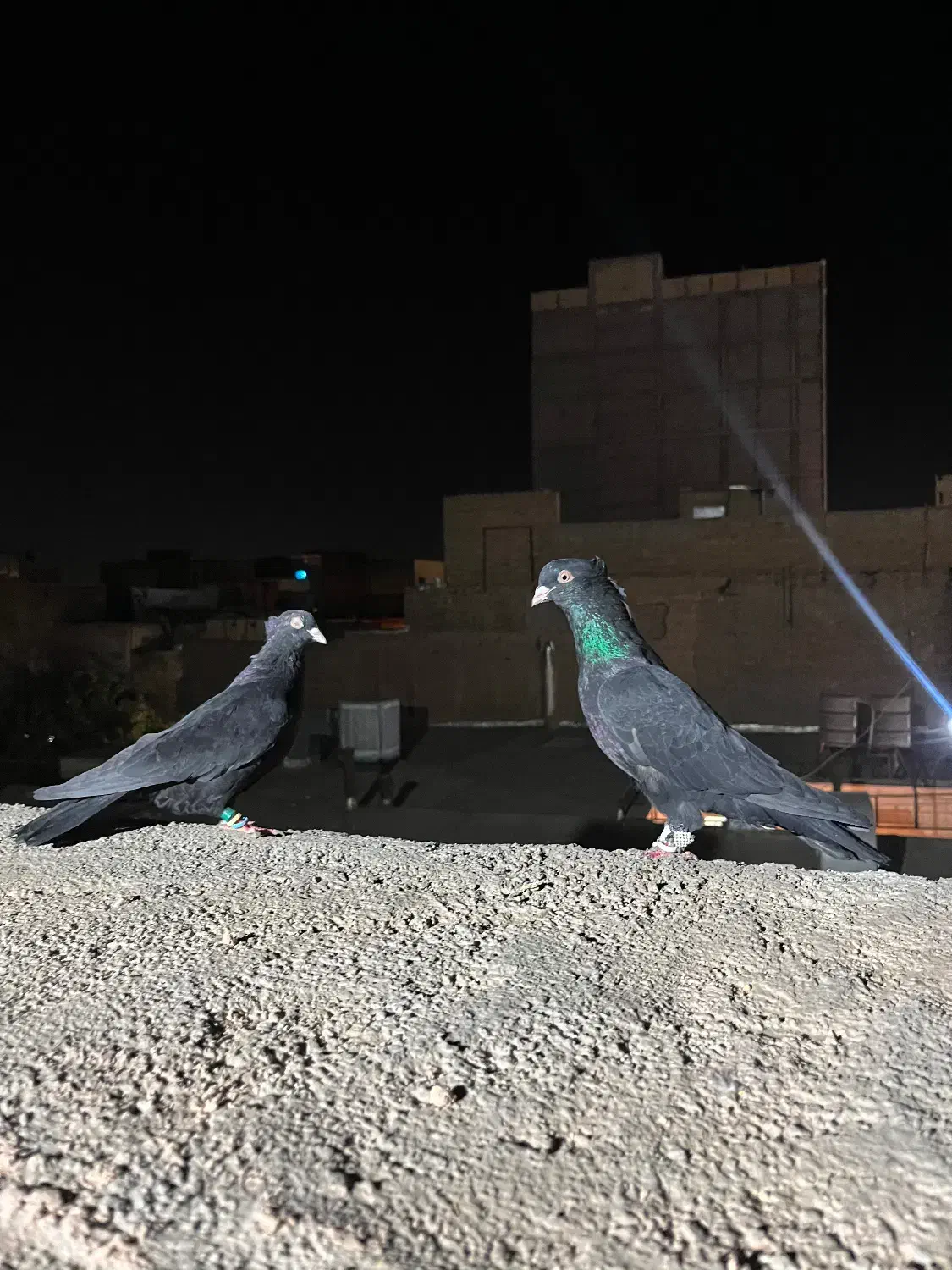 کلاغ کاکلی|پرنده|سبزوار, امیر کبیر|دیوار