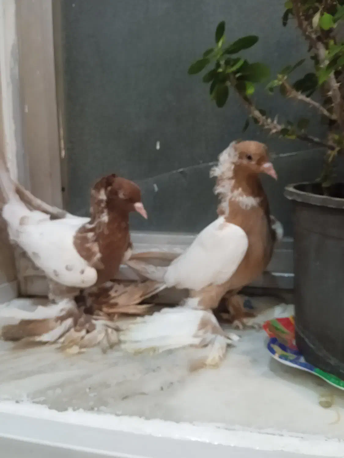 فروشی|پرنده|مرند, |دیوار