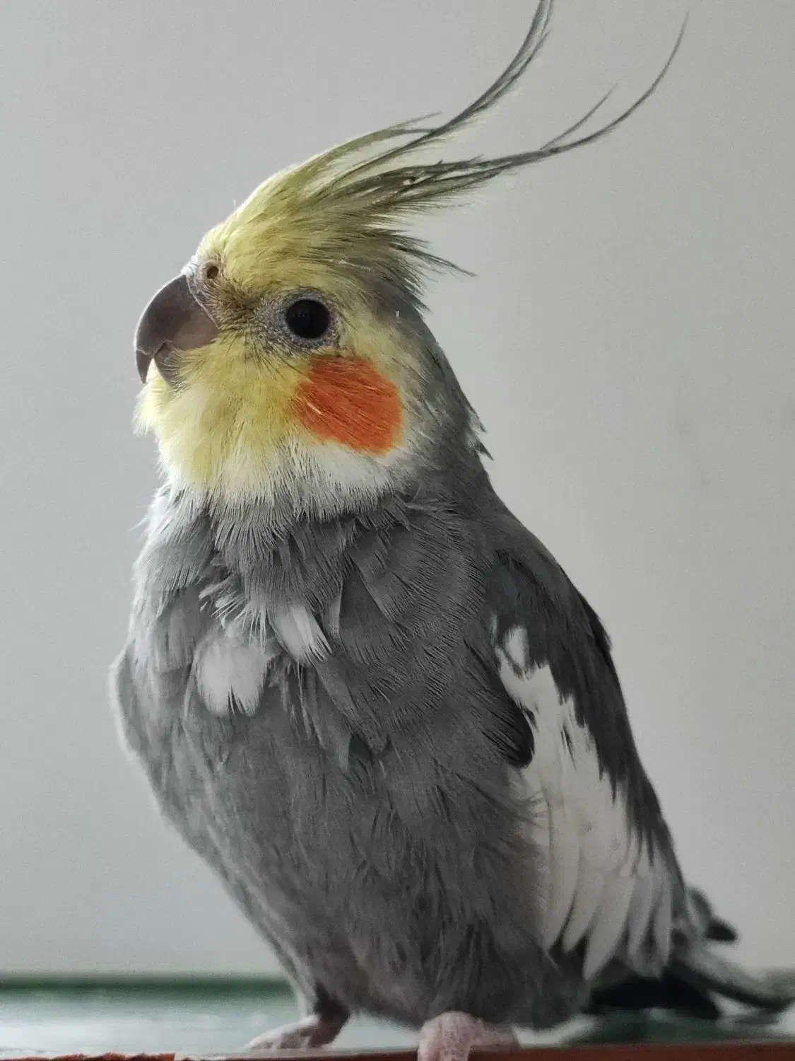 عروس هلندی با همه وسایل|پرنده|پاکدشت, شهرک امام رضا|دیوار