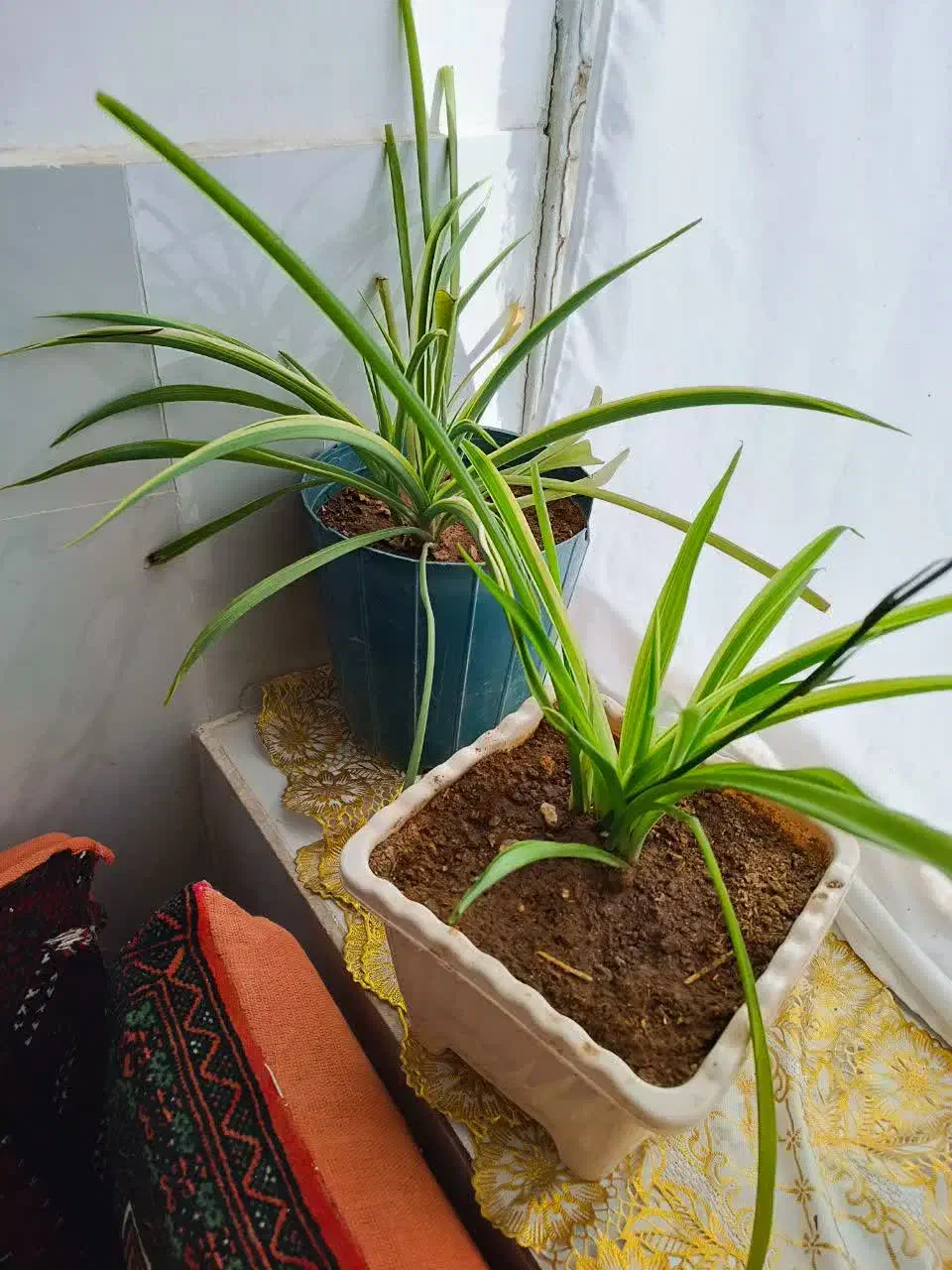 گل حسن یوسف گندمی|گل و گیاه طبیعی|گناباد, |دیوار