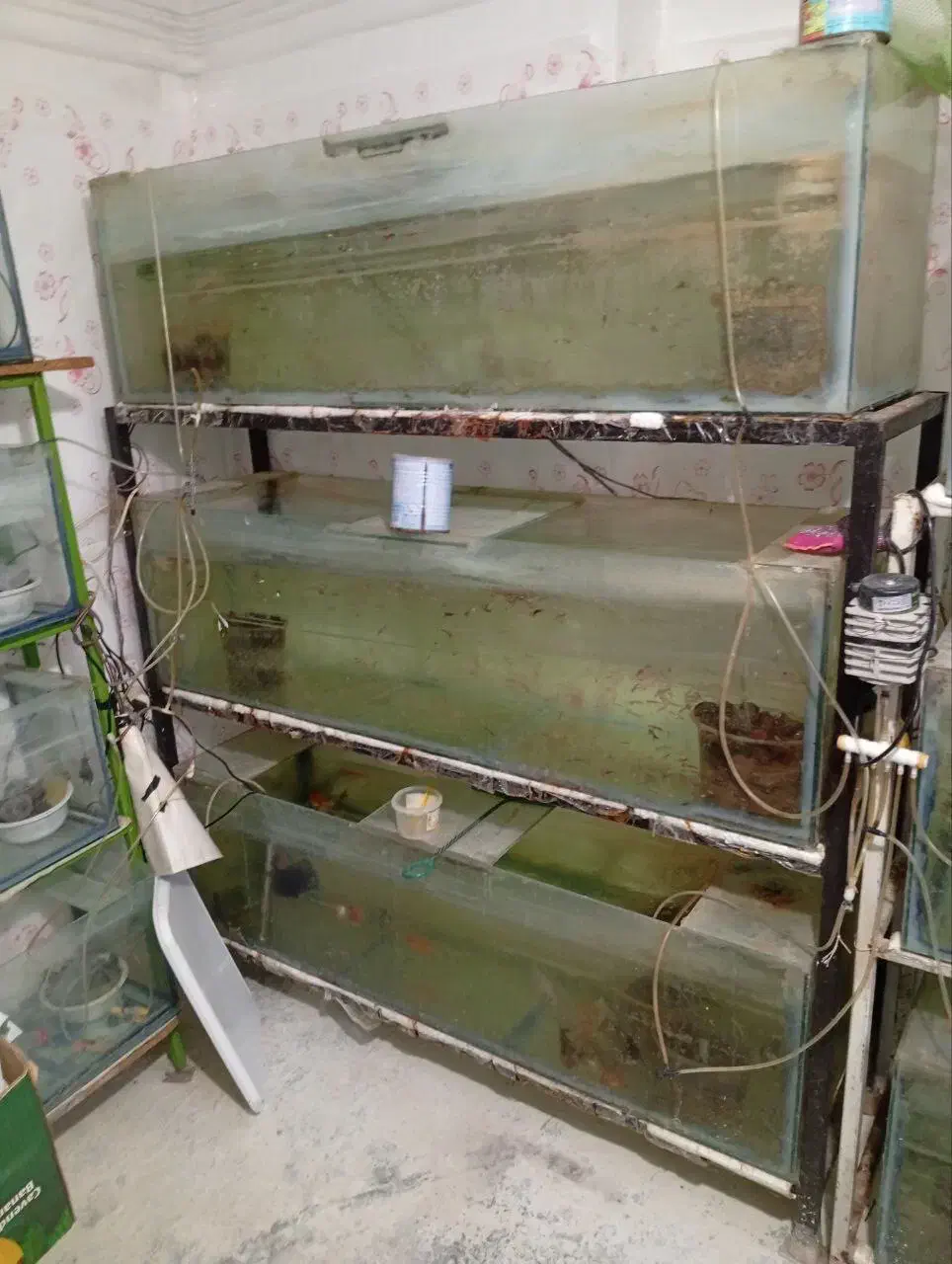 اکواریوم سالنی|ماهی|رشت, لاکان|دیوار