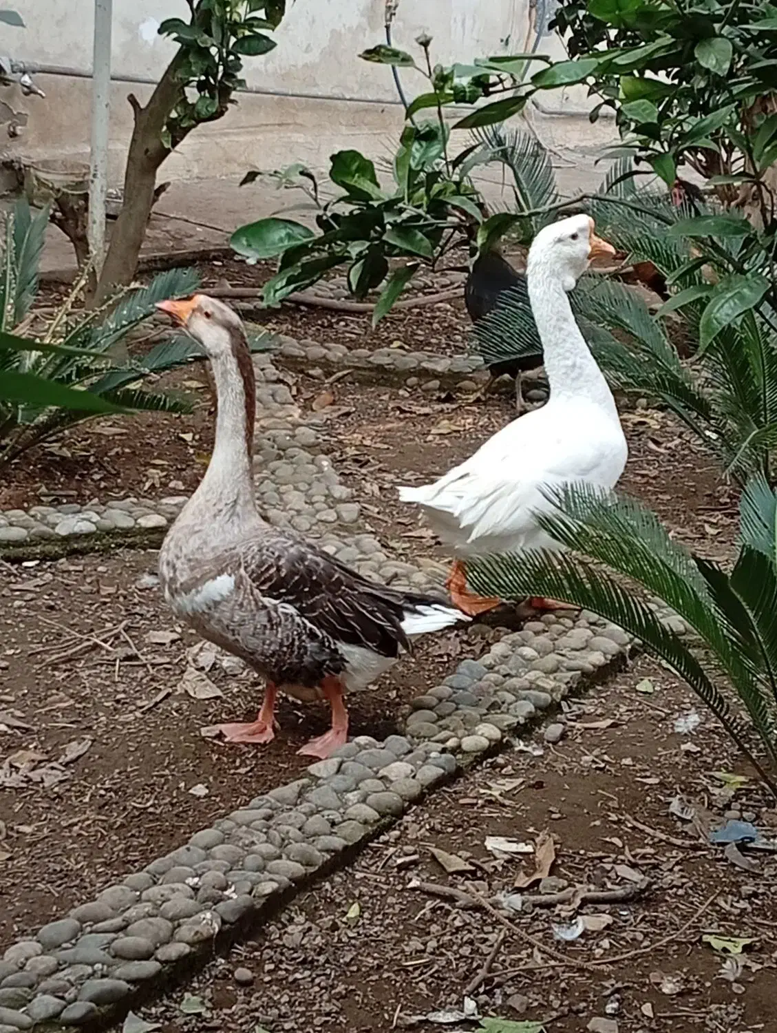 فروش غاز و خروس بالغ|حیوانات مزرعه|چالوس, |دیوار