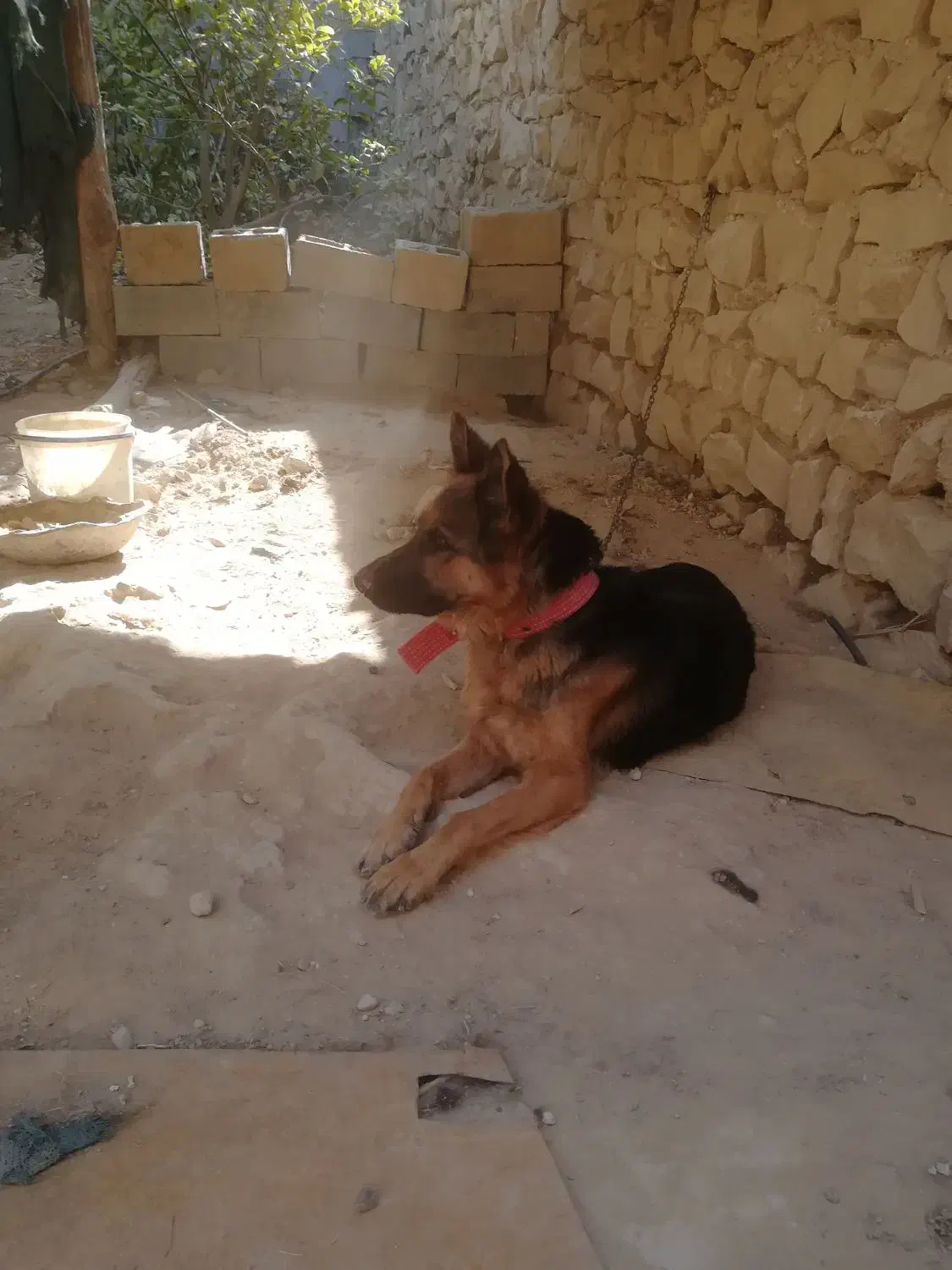 واگذاری ماده ژرمن|سگ|جهرم, |دیوار