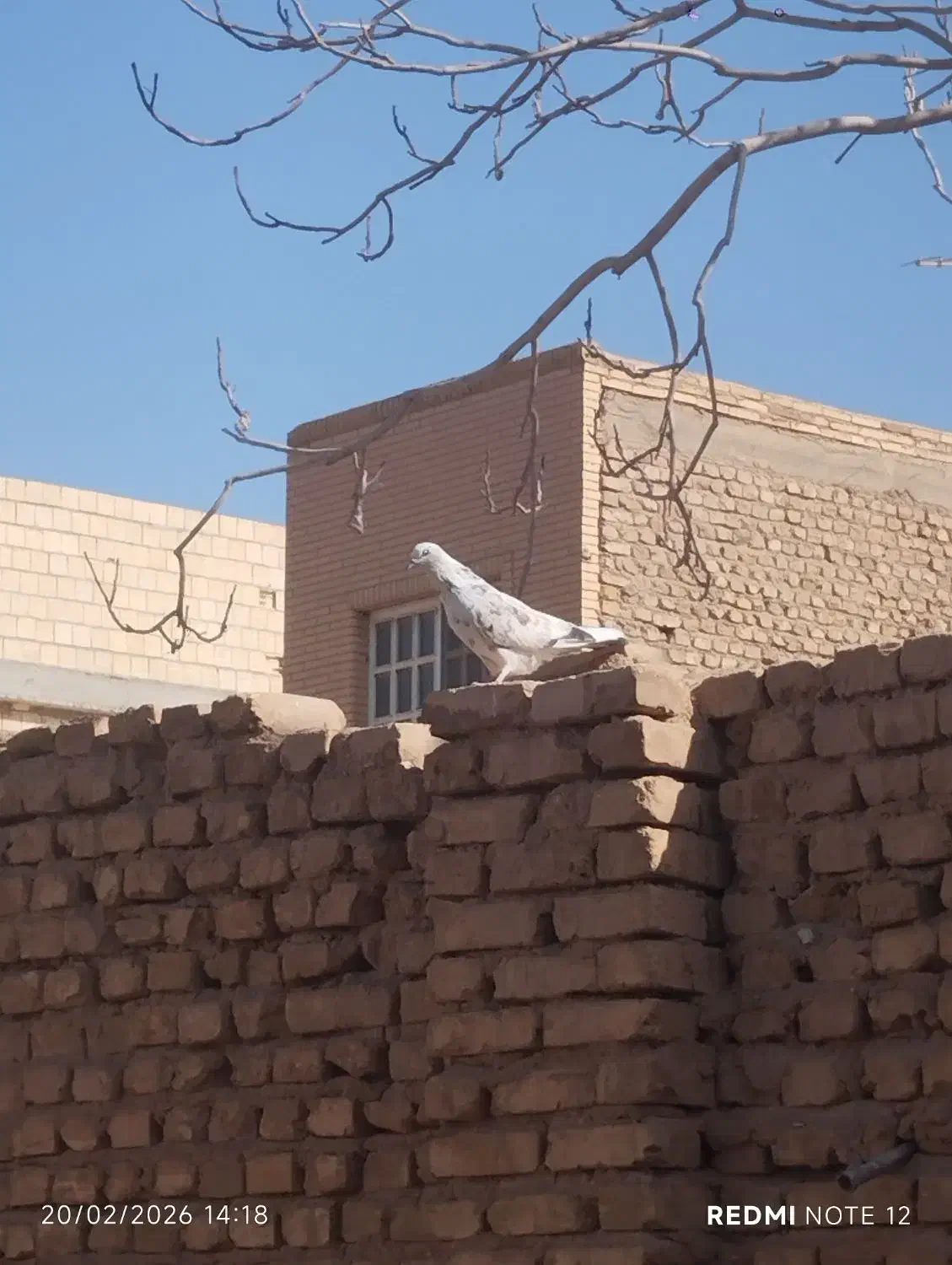 کفتر پرشی|پرنده|یزد, |دیوار