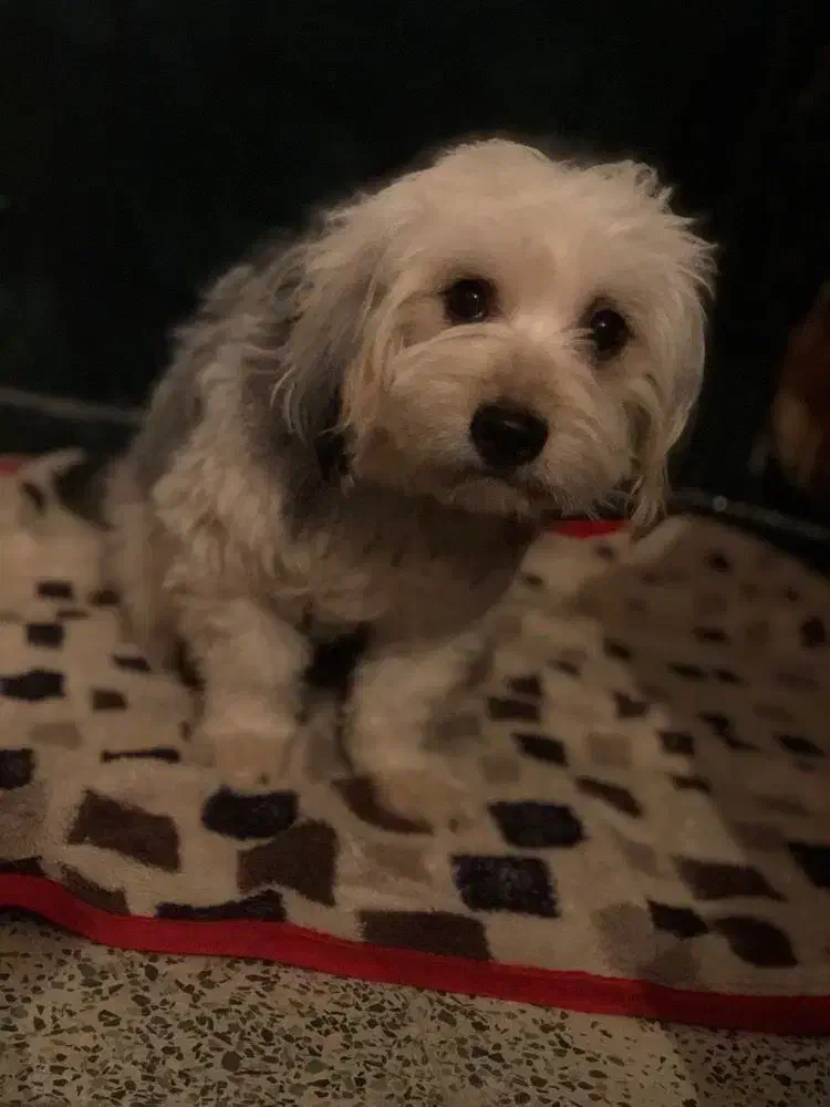 فروشی شیتزو|سگ|آباده, |دیوار