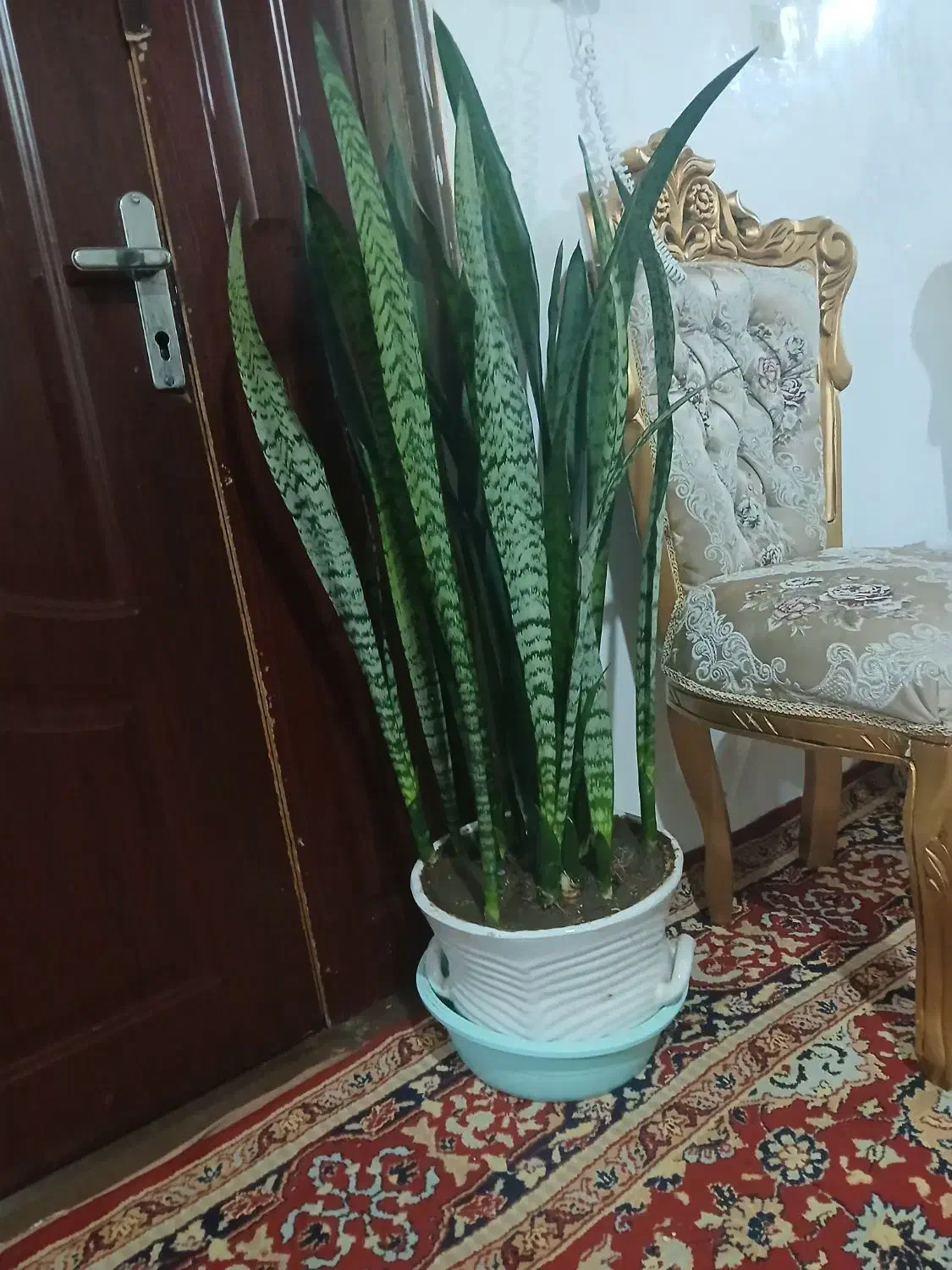 گل اپارتمانی|گل و گیاه طبیعی|خلخال, |دیوار