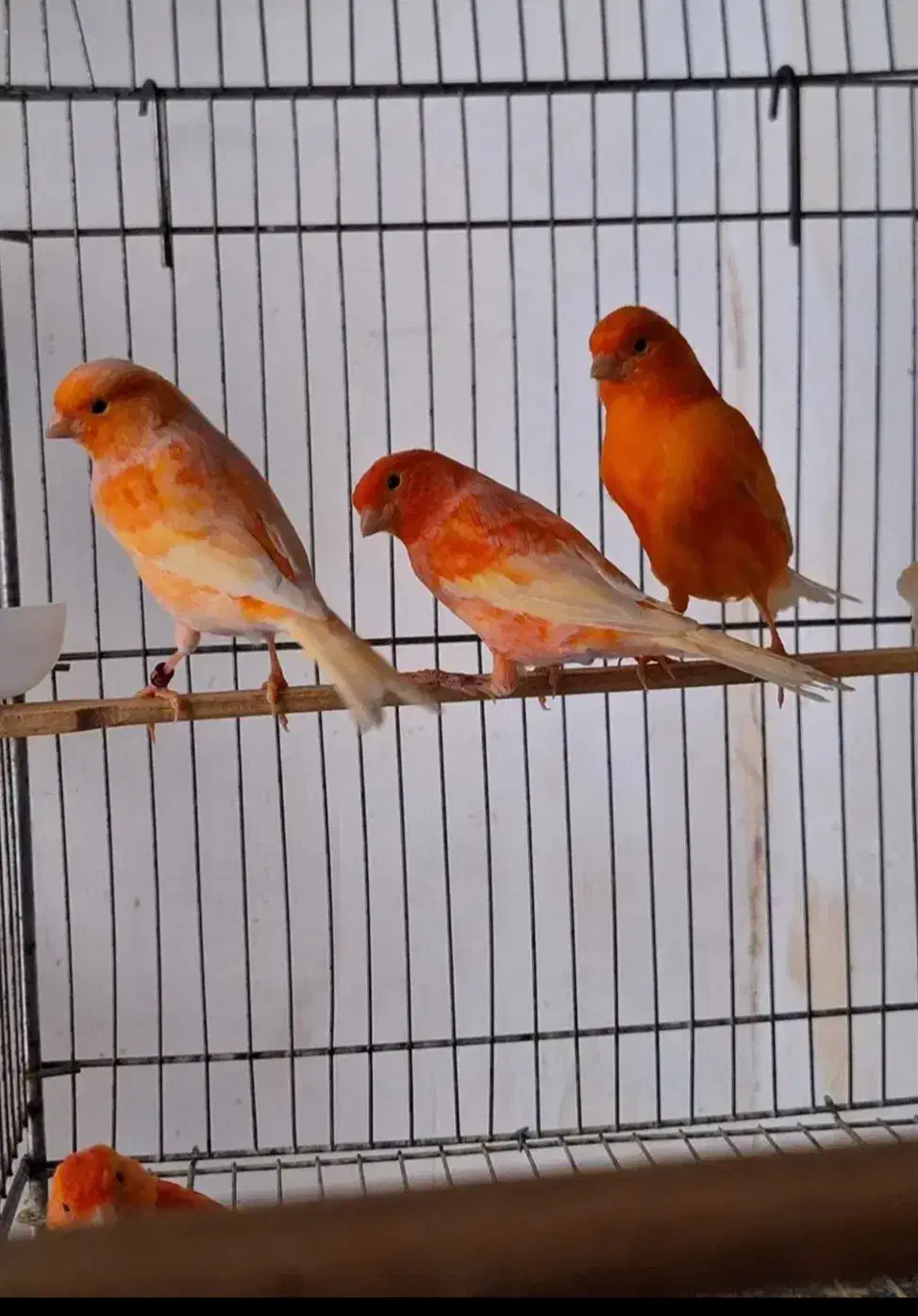 قناری ردفکتور نر بخون|پرنده|تهران, ازگل|دیوار