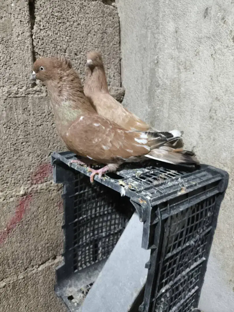 کله ای گلالی|پرنده|کاکی, |دیوار