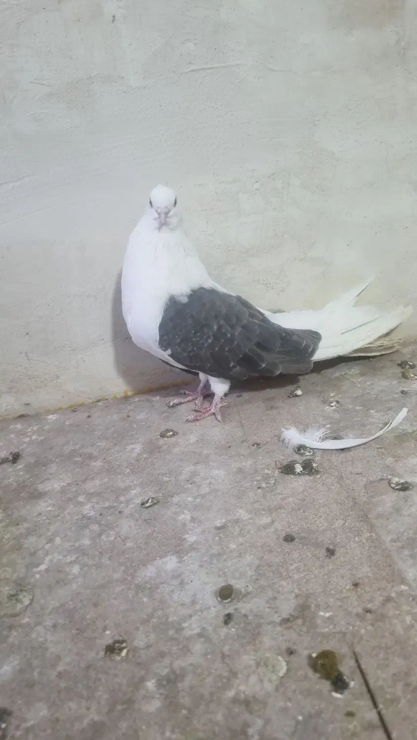 فروش کفتر|حیوانات|تبریز, |دیوار