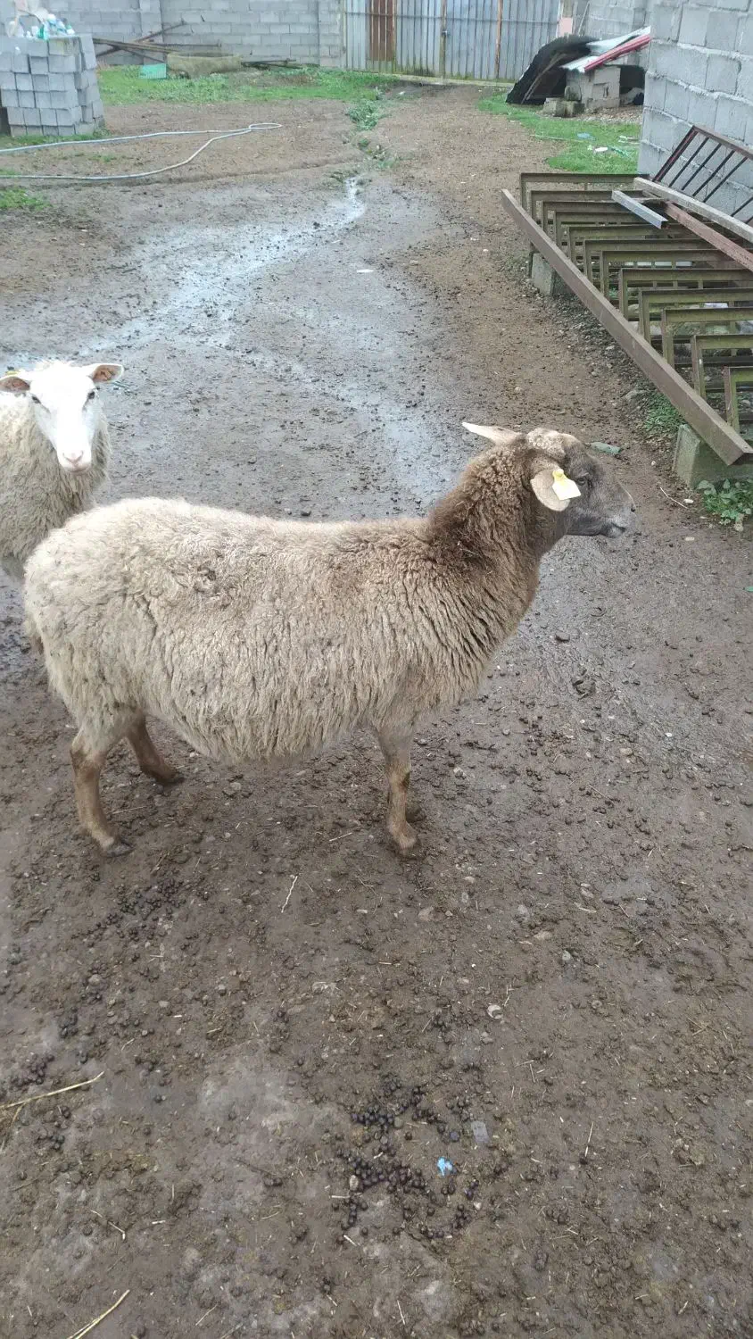 گوسفند رومانوف  حامله از نر رومن|حیوانات مزرعه|لاهیجان, بازکیاگوراب|دیوار