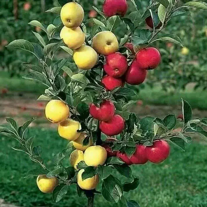 نهال فروشی سبز نهال|خدمات باغبانی و درختکاری|سنندج, |دیوار