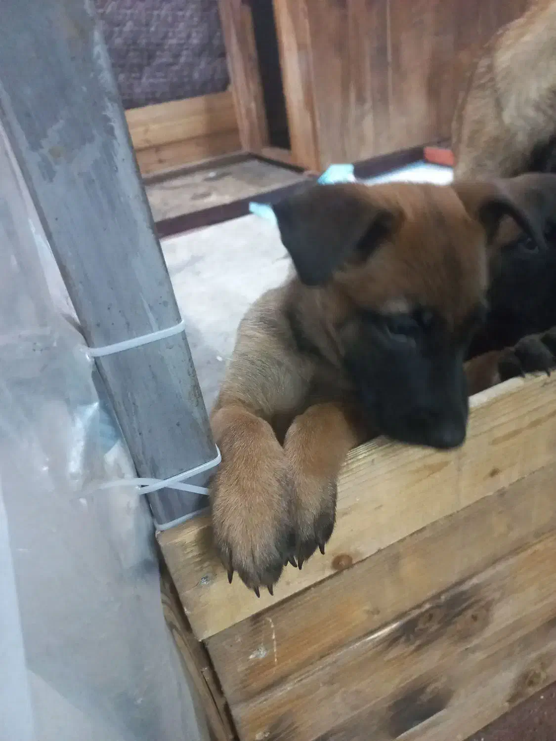 سگ گارد|سگ|گرمدره, |دیوار