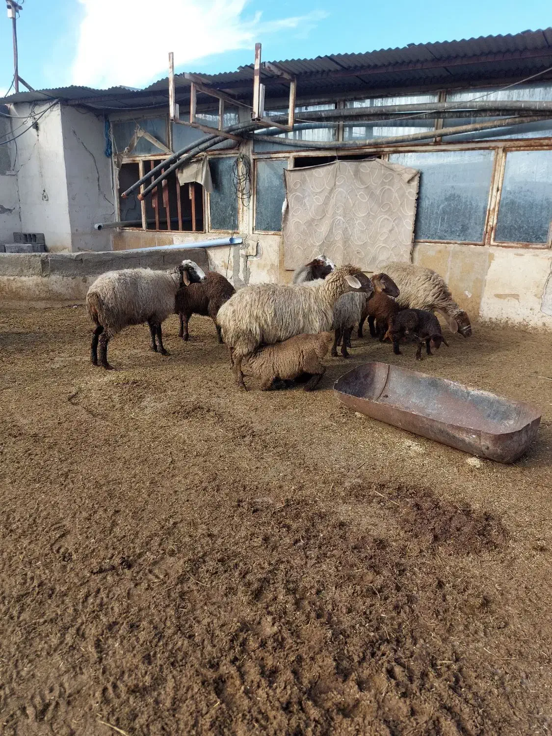 6 عدد میش|حیوانات مزرعه|شیروان (خراسان), |دیوار