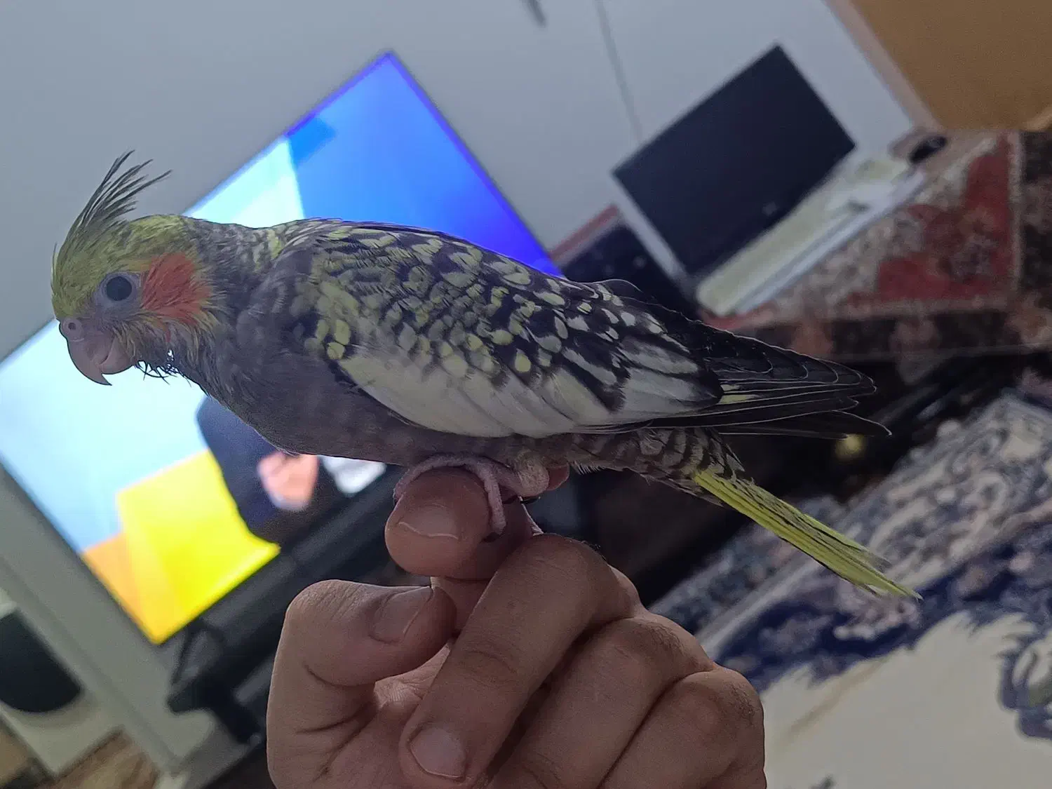 عروس هلندی 55 روزه|پرنده|اصفهان, شیخ اشراق|دیوار