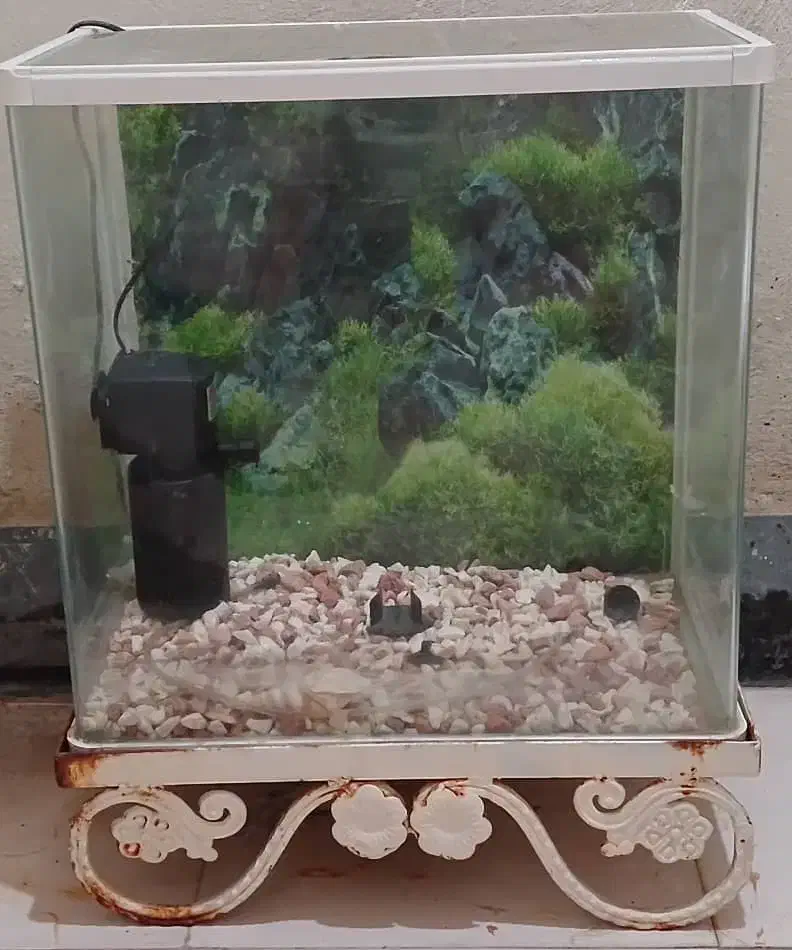 آکواریوم با پمپ آب و لامپ و سنگ تزئینی|ماهی|اهواز, دانشگاه چمران|دیوار