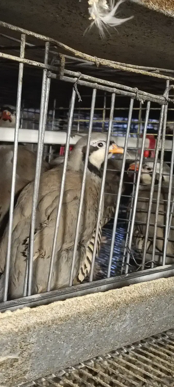 مرغ تخمگذار|حیوانات مزرعه|قزوین, |دیوار