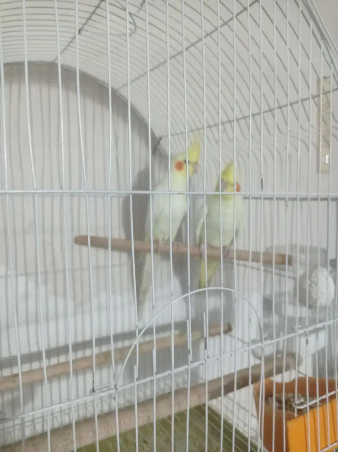 پرندگان عروس هلندی،طوطی برزیلی ومرغ عشق پروانی|پرنده|سلماس, |دیوار