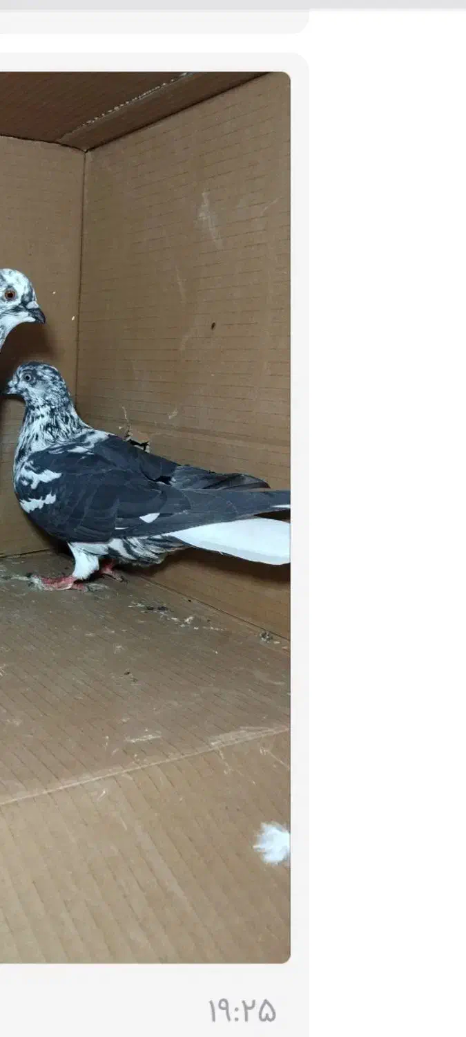 کبوتر|حیوانات|چالدران, |دیوار