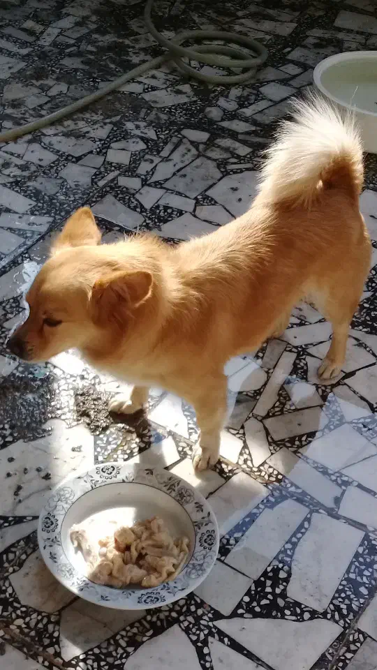 فروش سگسگ اشپیتز|سگ|رودسر, |دیوار