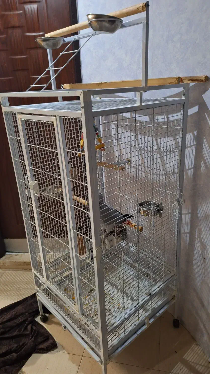 کاسکو|پرنده|نیشابور, فردوس شمالی|دیوار