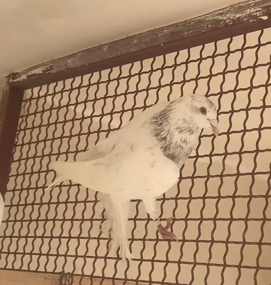 کفتر|پرنده|رودهن, |دیوار