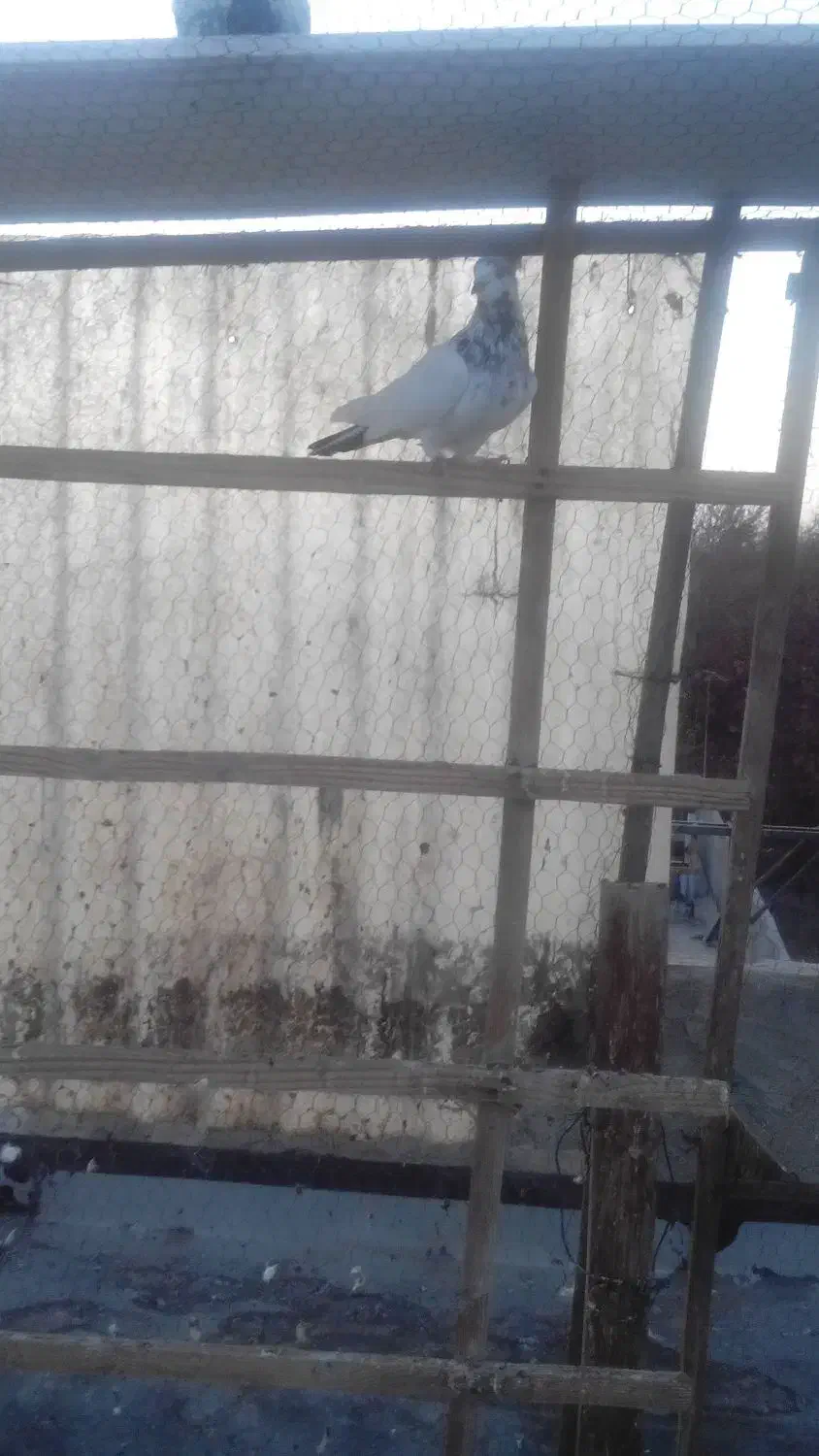 دوتاکفترنر|پرنده|صفادشت, |دیوار