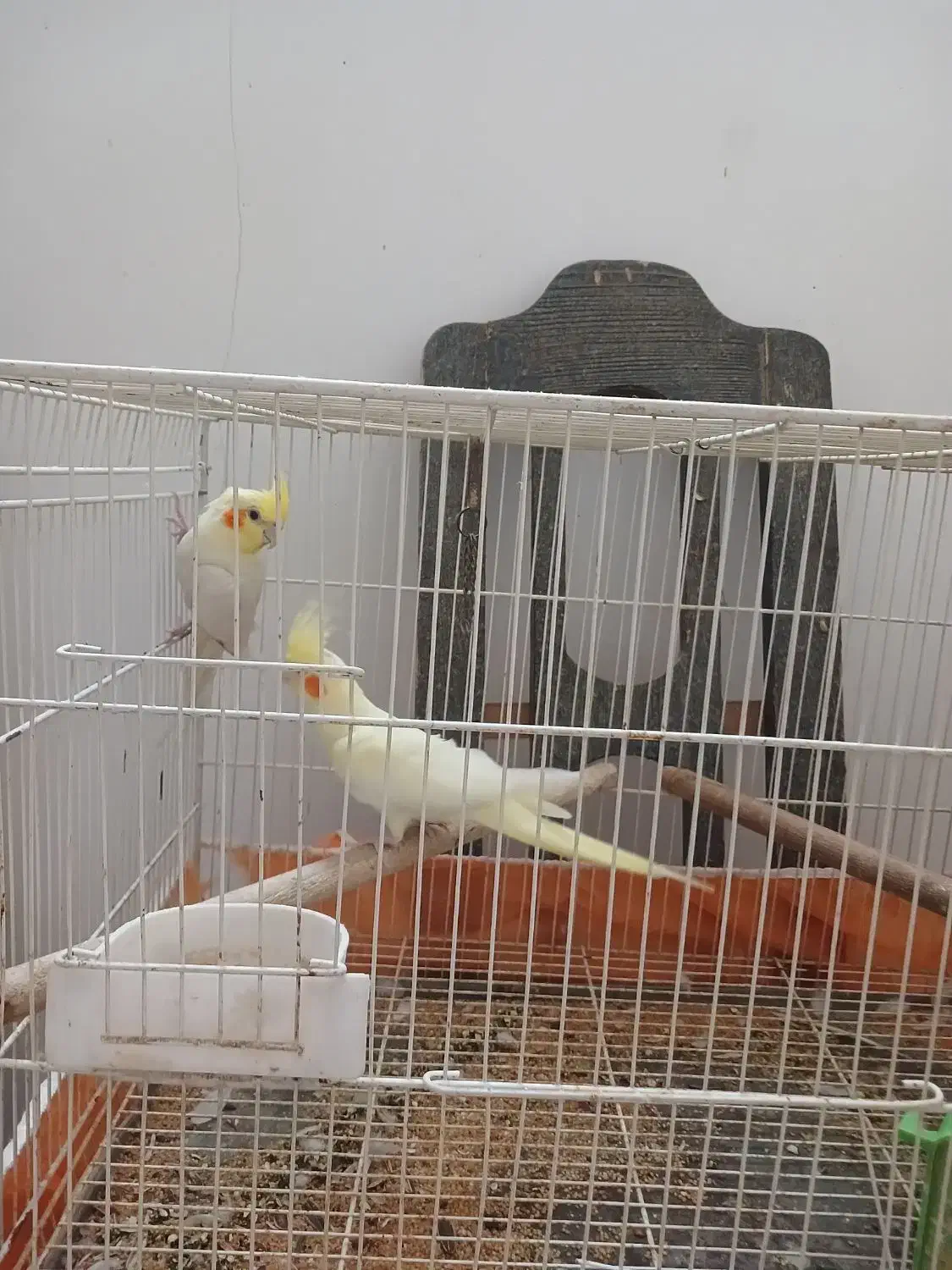 عروس هلندی|پرنده|گنبد کاووس, |دیوار