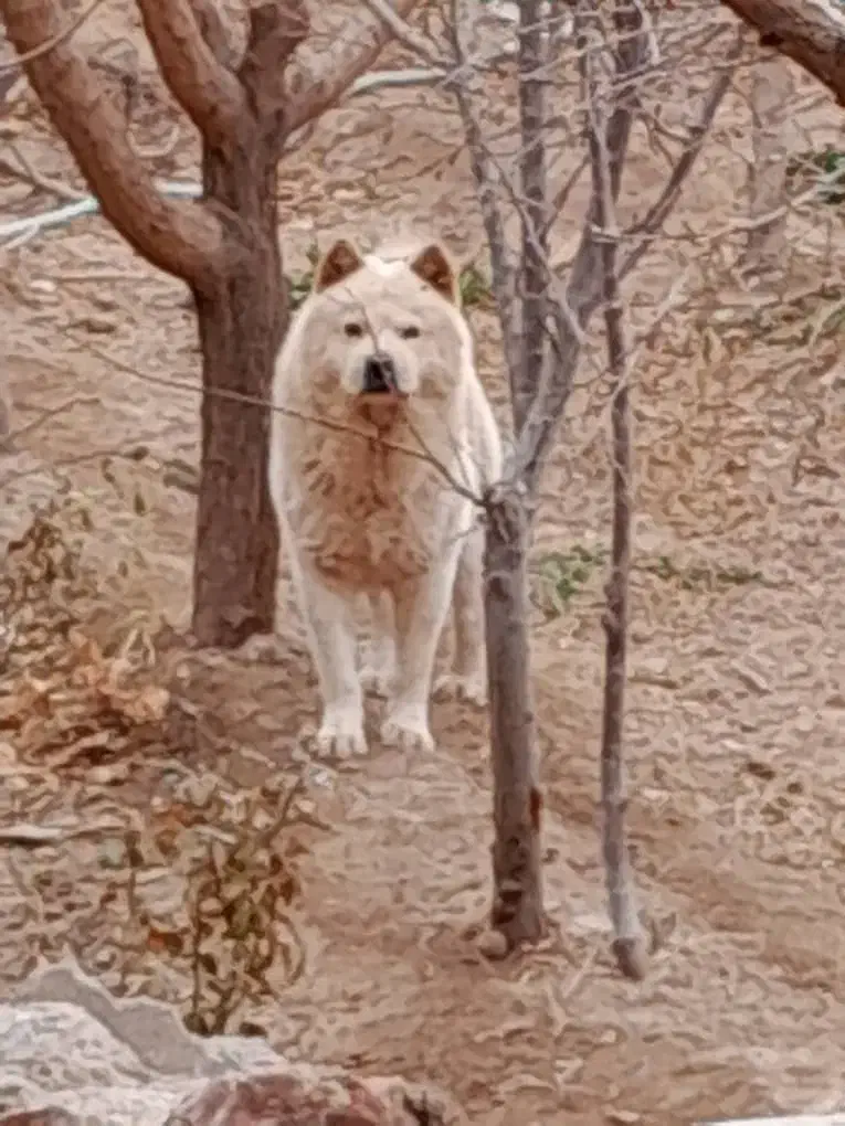 سگ چاوچاو|سگ|اصفهان, امیرعرب|دیوار