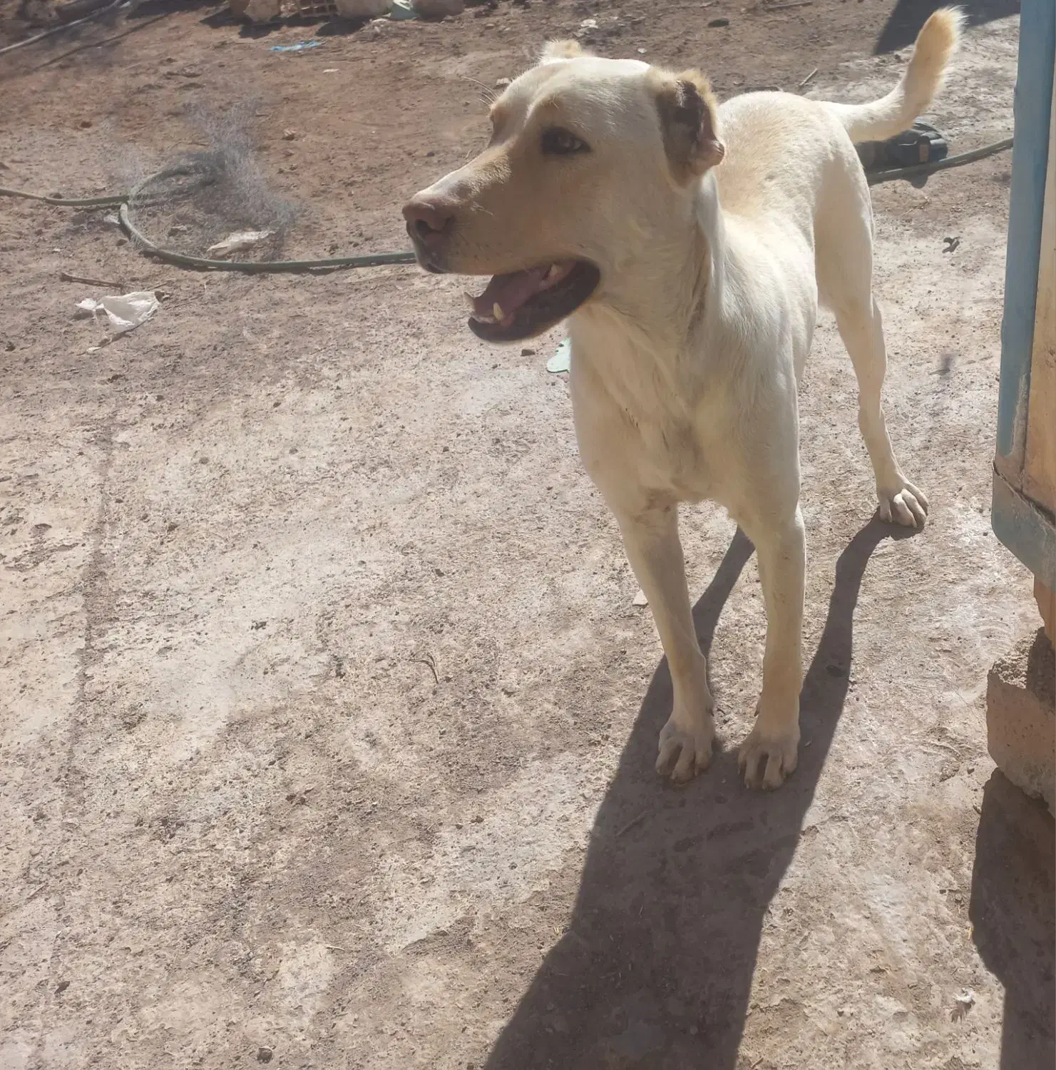 واگذاری الماس ماده افغان|سگ|رفسنجان, |دیوار