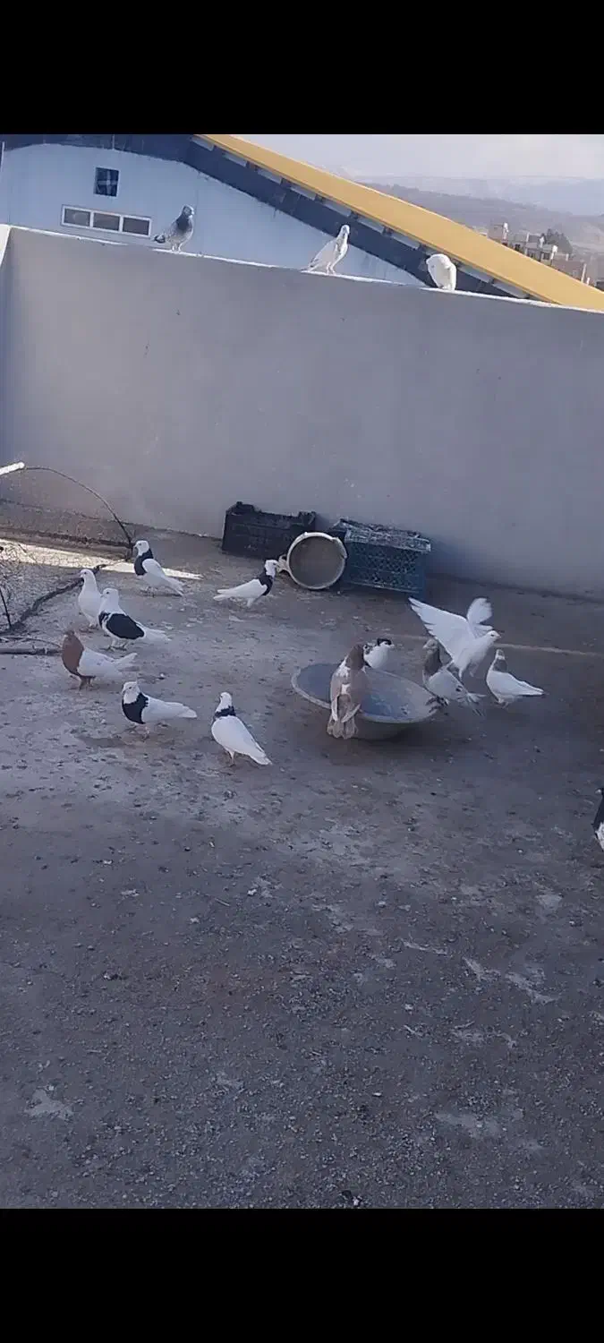 یک دسته|حیوانات|آشخانه, |دیوار