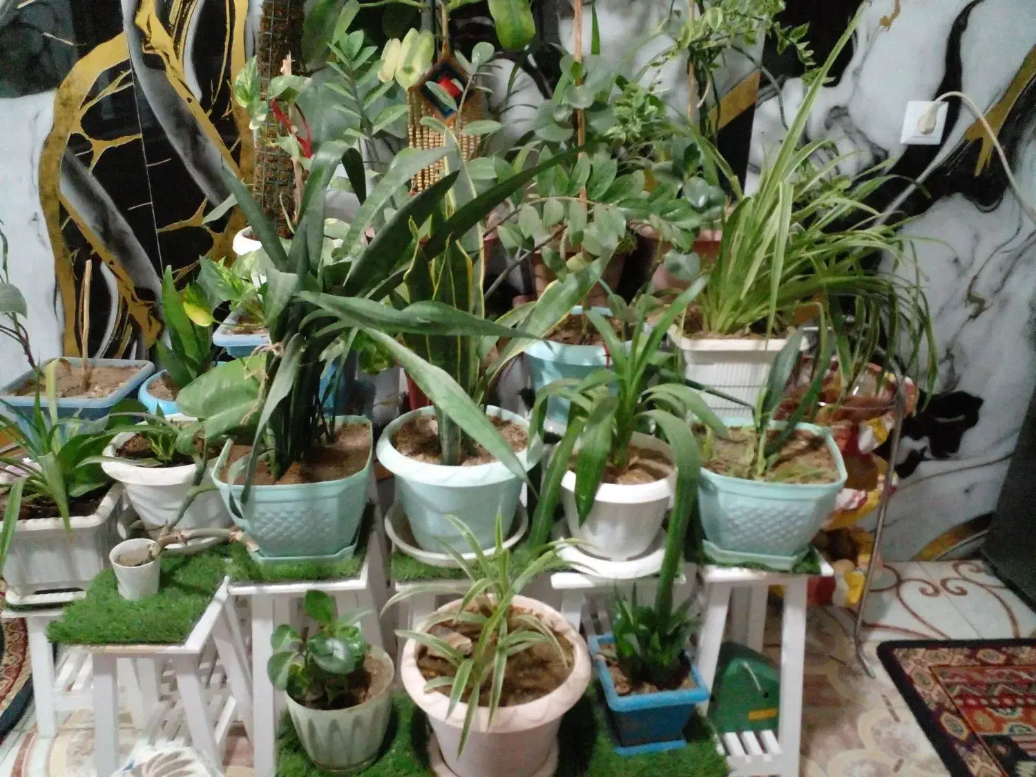 گل های گلدون با استند|گل و گیاه طبیعی|کرج, گلدشت|دیوار