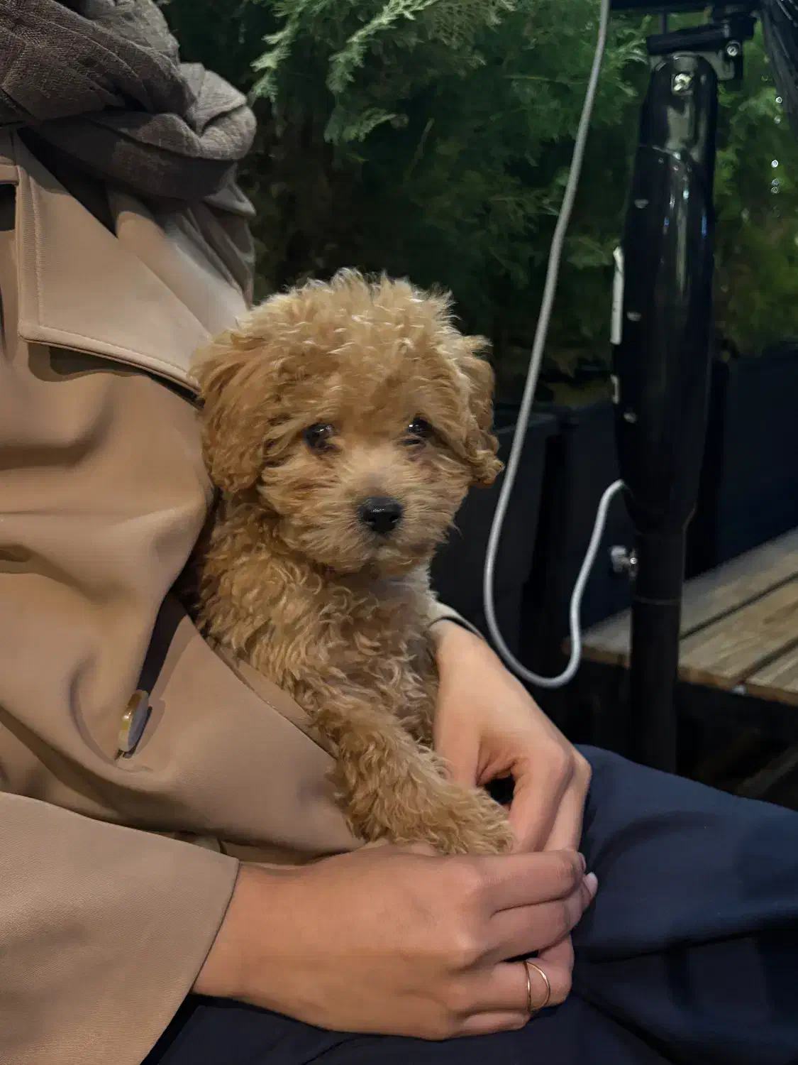 سگ توی پودل رنگ‌رد|سگ|کرج, گلشهر|دیوار