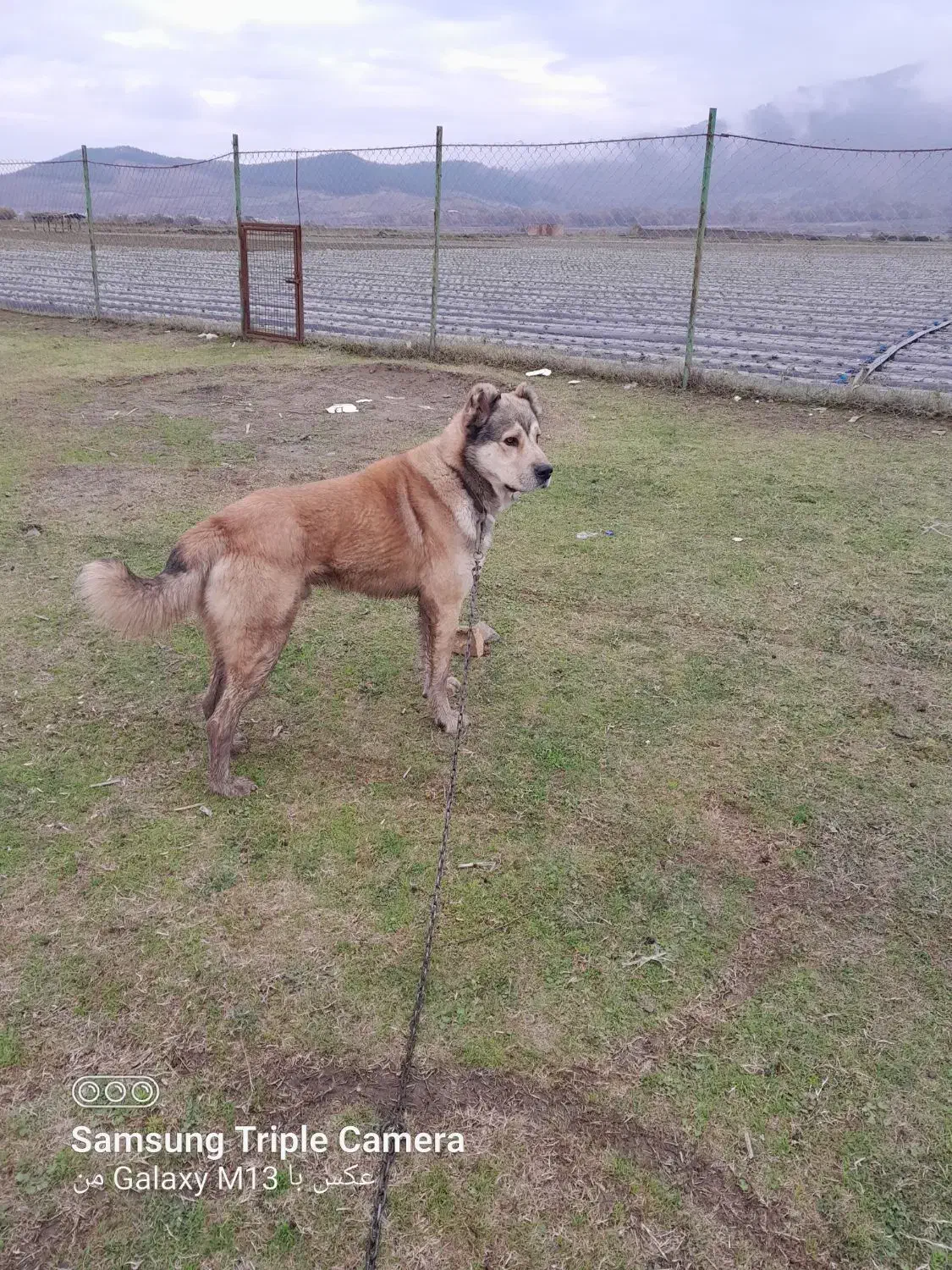 سگ باز|حیوانات|فاضل آباد, |دیوار