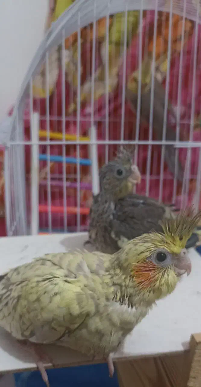 جفت عروس هلندی سخنگو و سه تا جوجه|پرنده|صومعه‌سرا, |دیوار