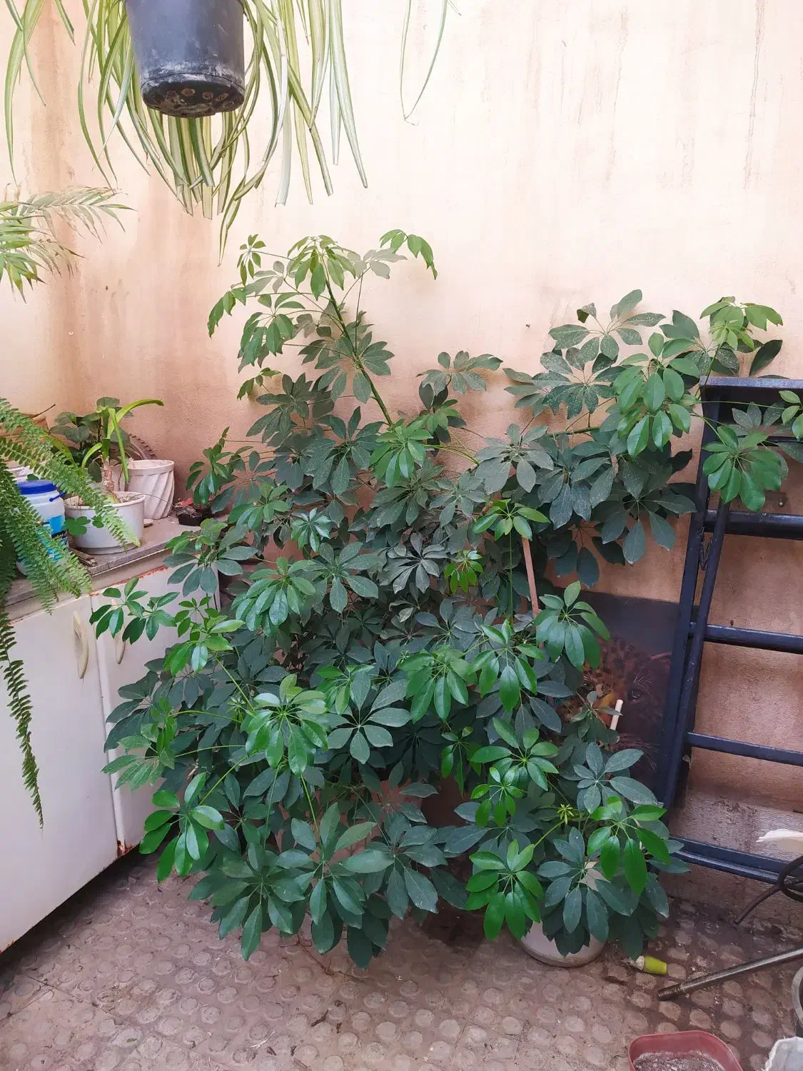 گل شفلر بزرگ|گل و گیاه طبیعی|پرند, فاز ۲|دیوار