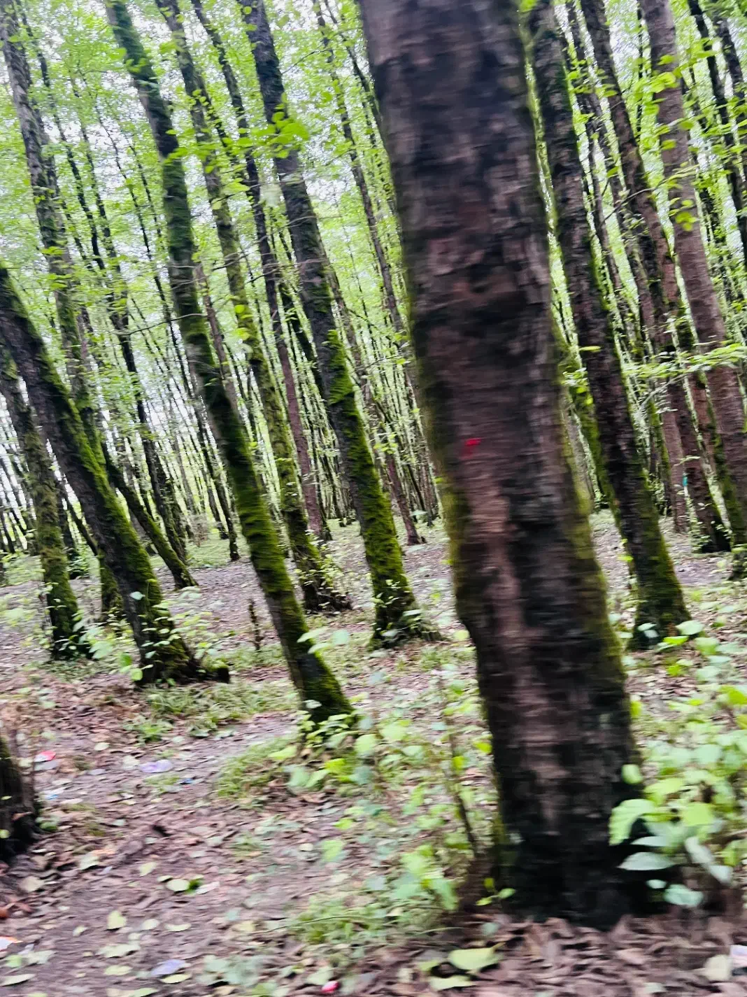 ایده|فعالیت داوطلبانه تحقیقاتی|شیراز, حافظیه|دیوار