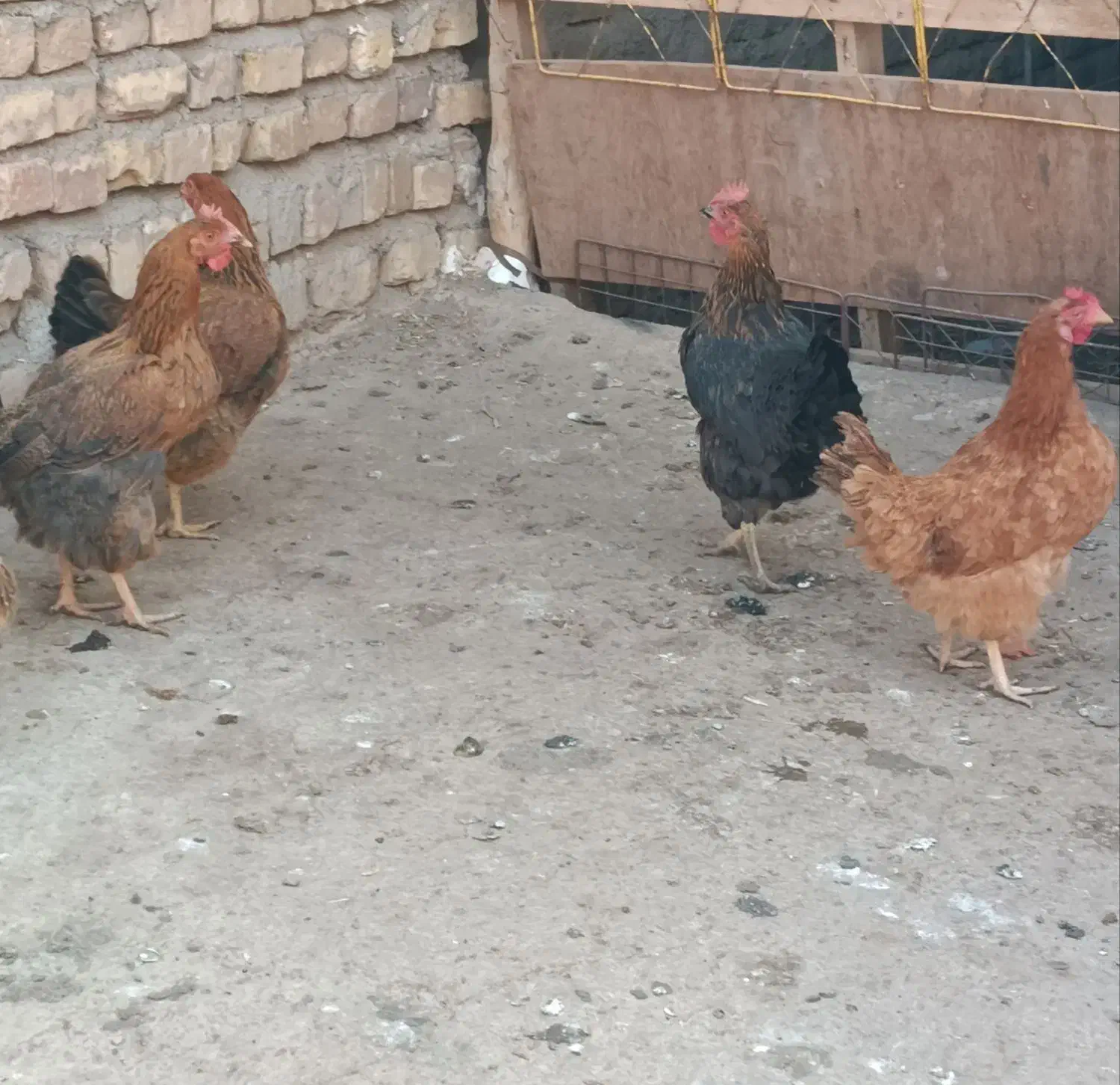 مرغ محلی جوان|حیوانات مزرعه|تاکستان, |دیوار