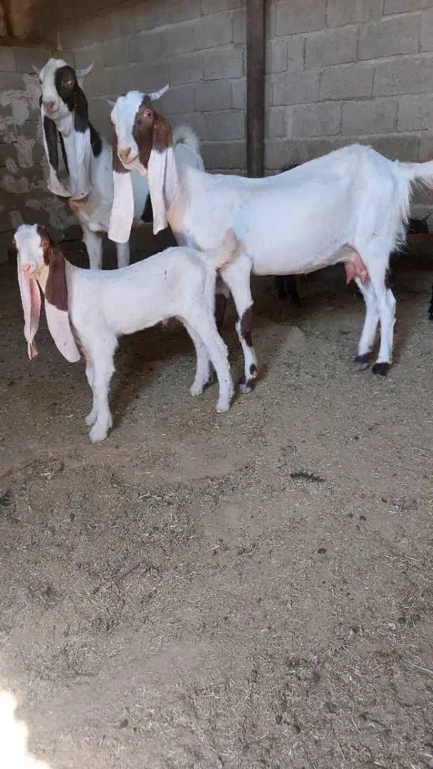 بزگلابی کهره سانن|حیوانات مزرعه|جهرم, |دیوار