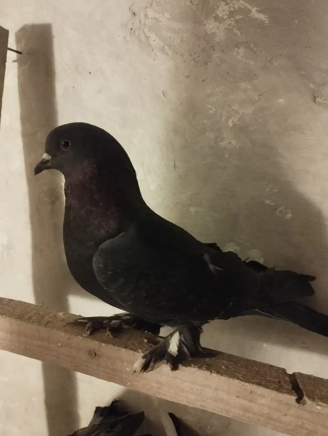 سسلی نر پرشی 900|پرنده|ارومیه, |دیوار