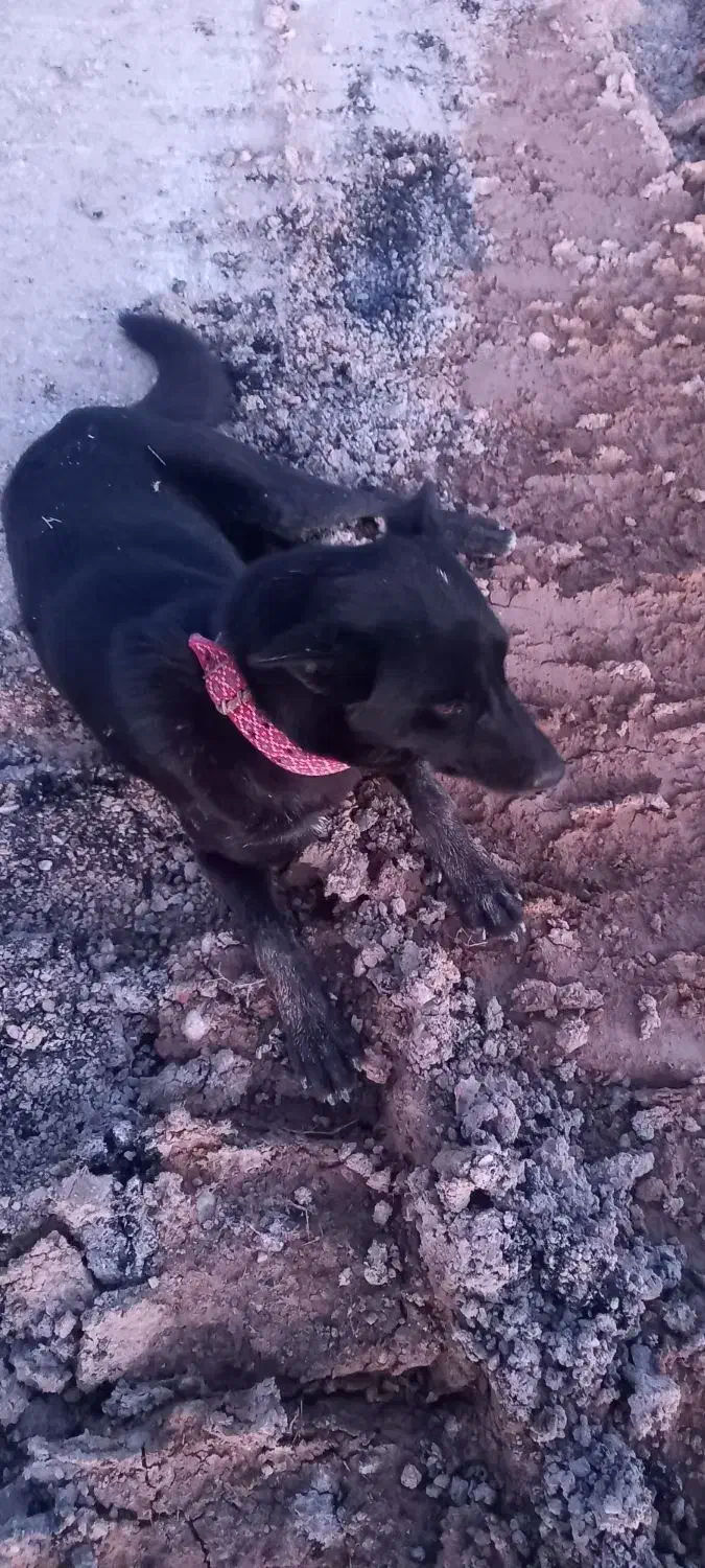 سگ گم شده|حیوانات|شوشتر, |دیوار